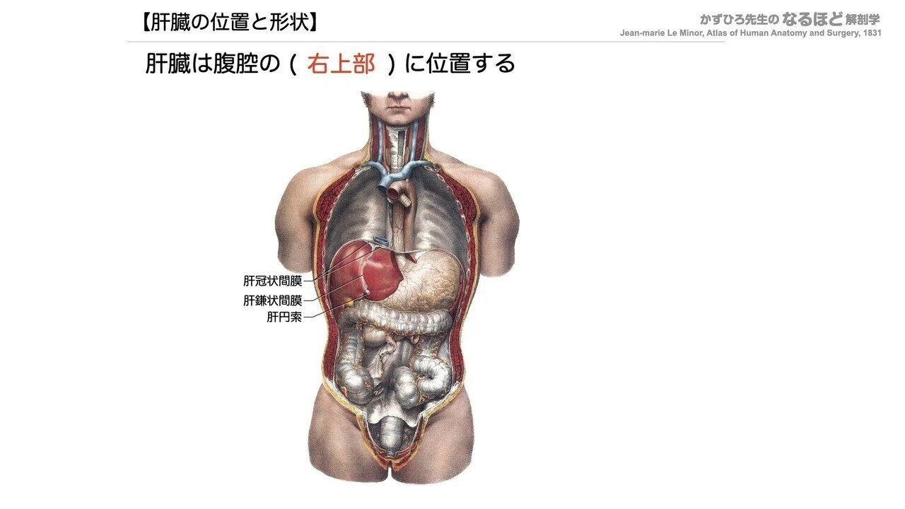 解剖生理学】 消化器系④ 肝臓・胆嚢・膵臓 一問一答｜かずひろ先生