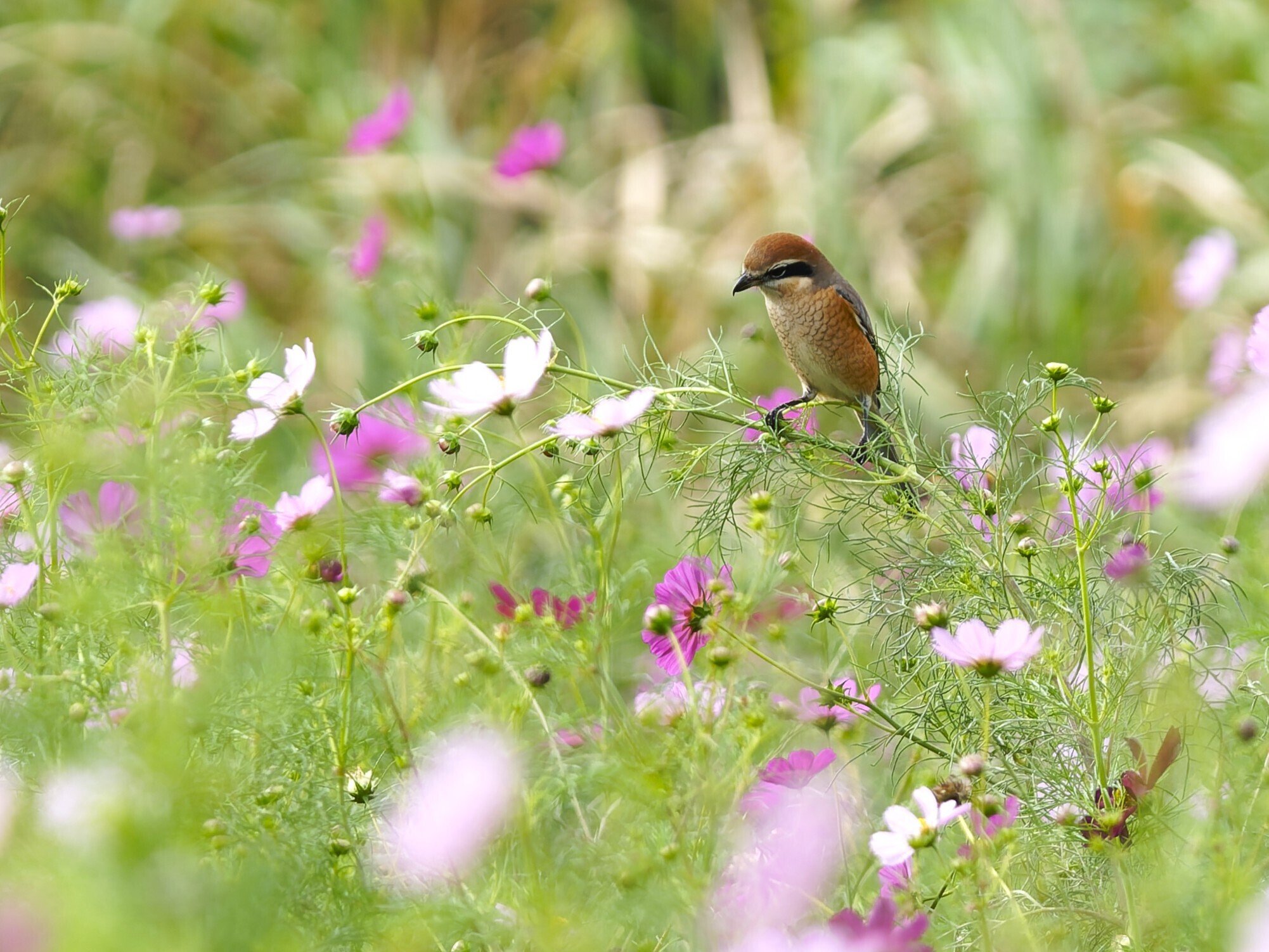 新正 ヒノトリ コスモス 新正 ヒノトリ 2024年 【公式通販】