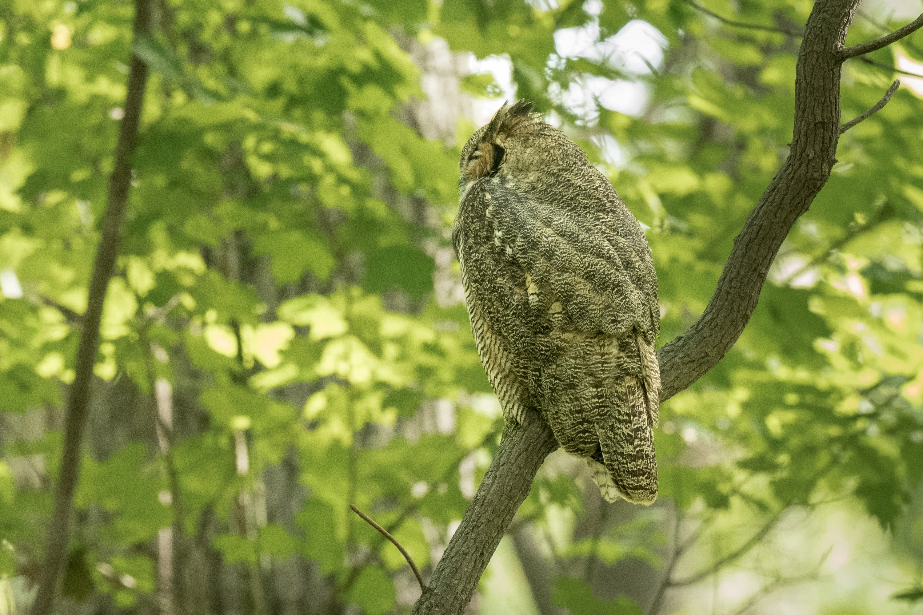 シカゴでバードウォッチング！】 Great-horned Owl｜ローリー