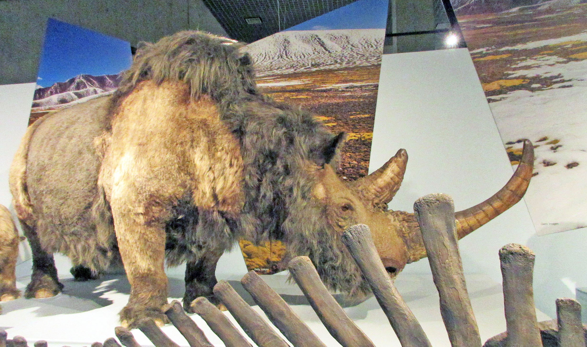 第1章 氷河期 極寒の時代―森林とツンドラのはざまで生きた動物、および