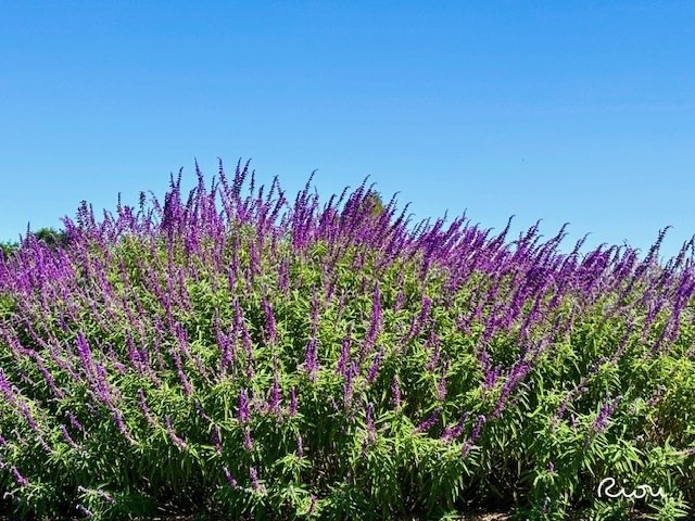 花言葉】アメジストセージ～秋を包む、ビロードの光～｜璃桜（りおう