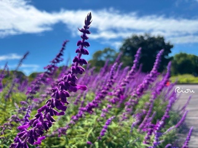 花言葉】アメジストセージ～秋を包む、ビロードの光～｜璃桜（りおう