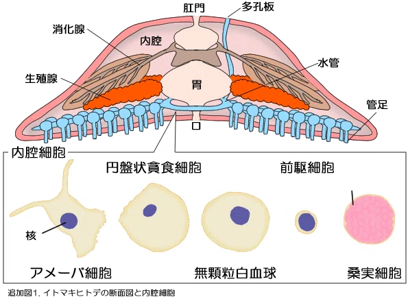 イトマキヒトデで発見された血小板に似た無核細胞｜かわいせーざん