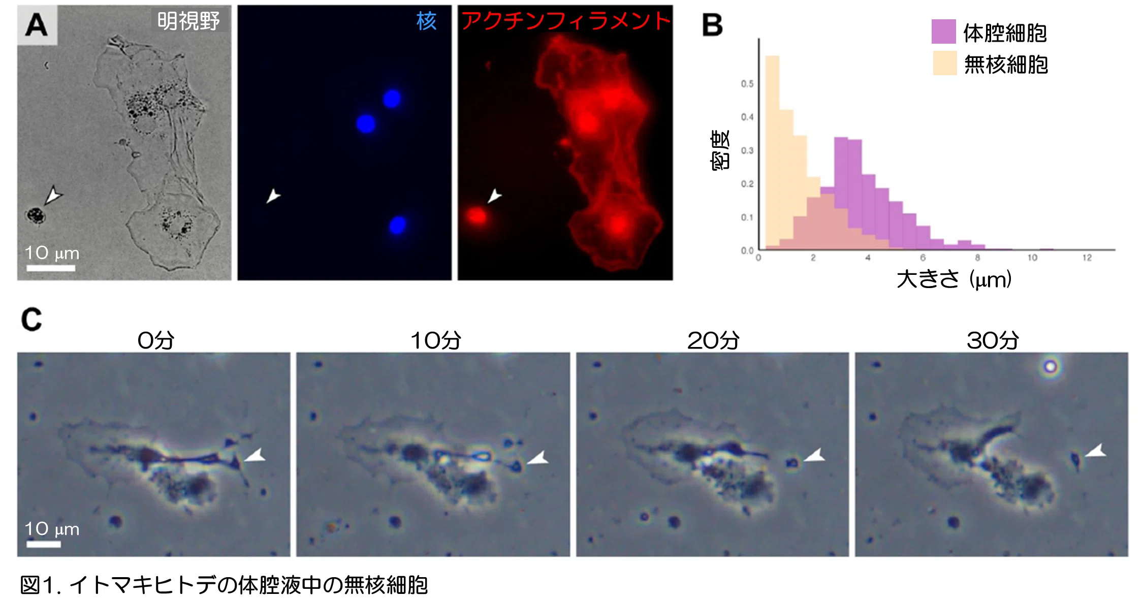 イトマキヒトデで発見された血小板に似た無核細胞｜かわいせーざん