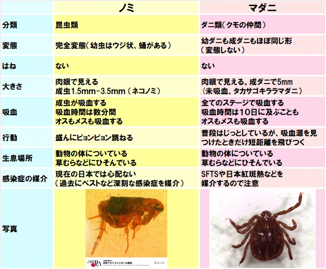 ノミ ~跳躍能力は昆虫界の王者!生態と対策、効く殺虫剤について。|KINCHO公式note 大日本除虫菊株式会社 金鳥