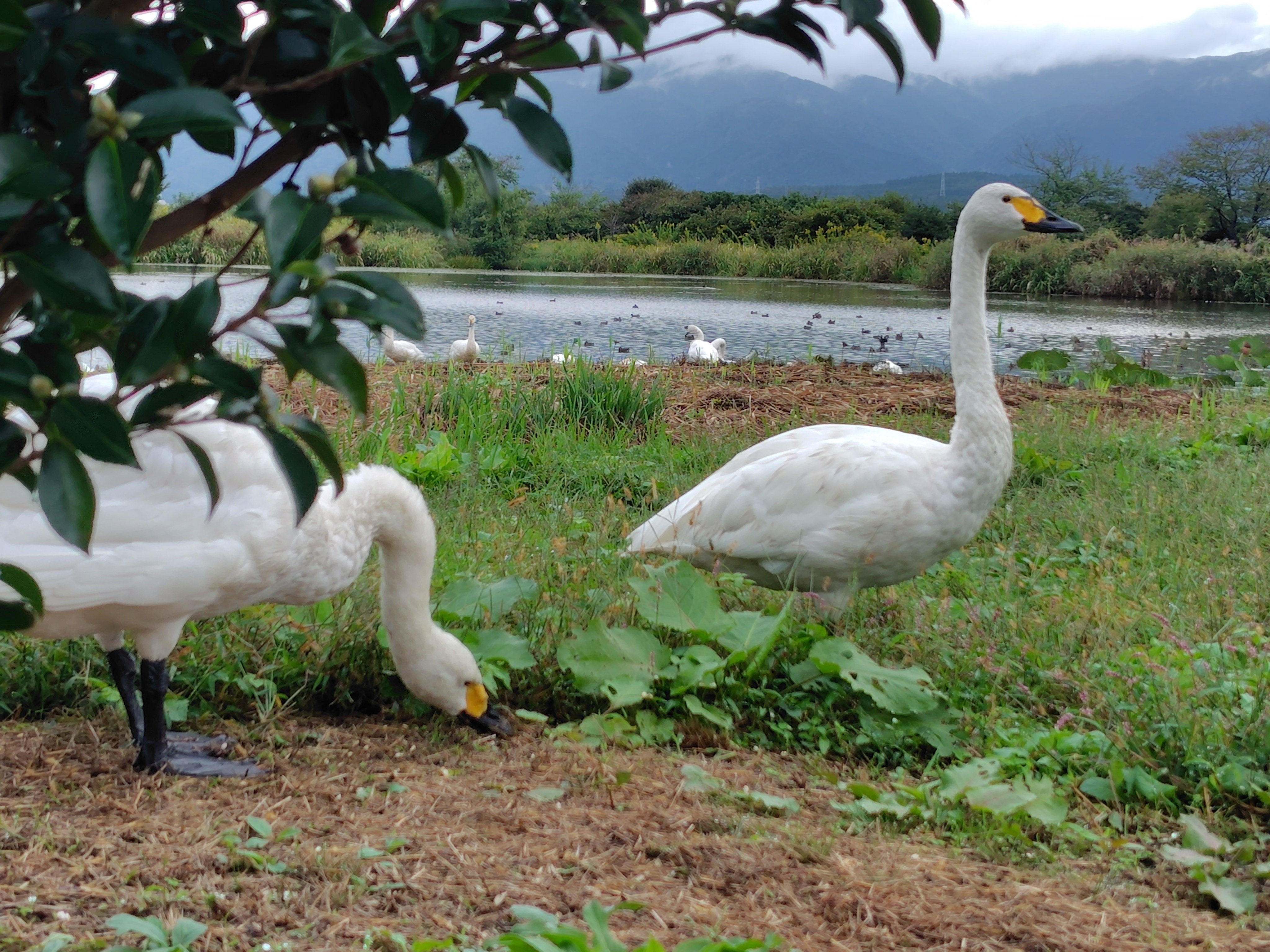 瓢湖で白鳥を見たい【新潟マイクロツーリズム】｜蒼