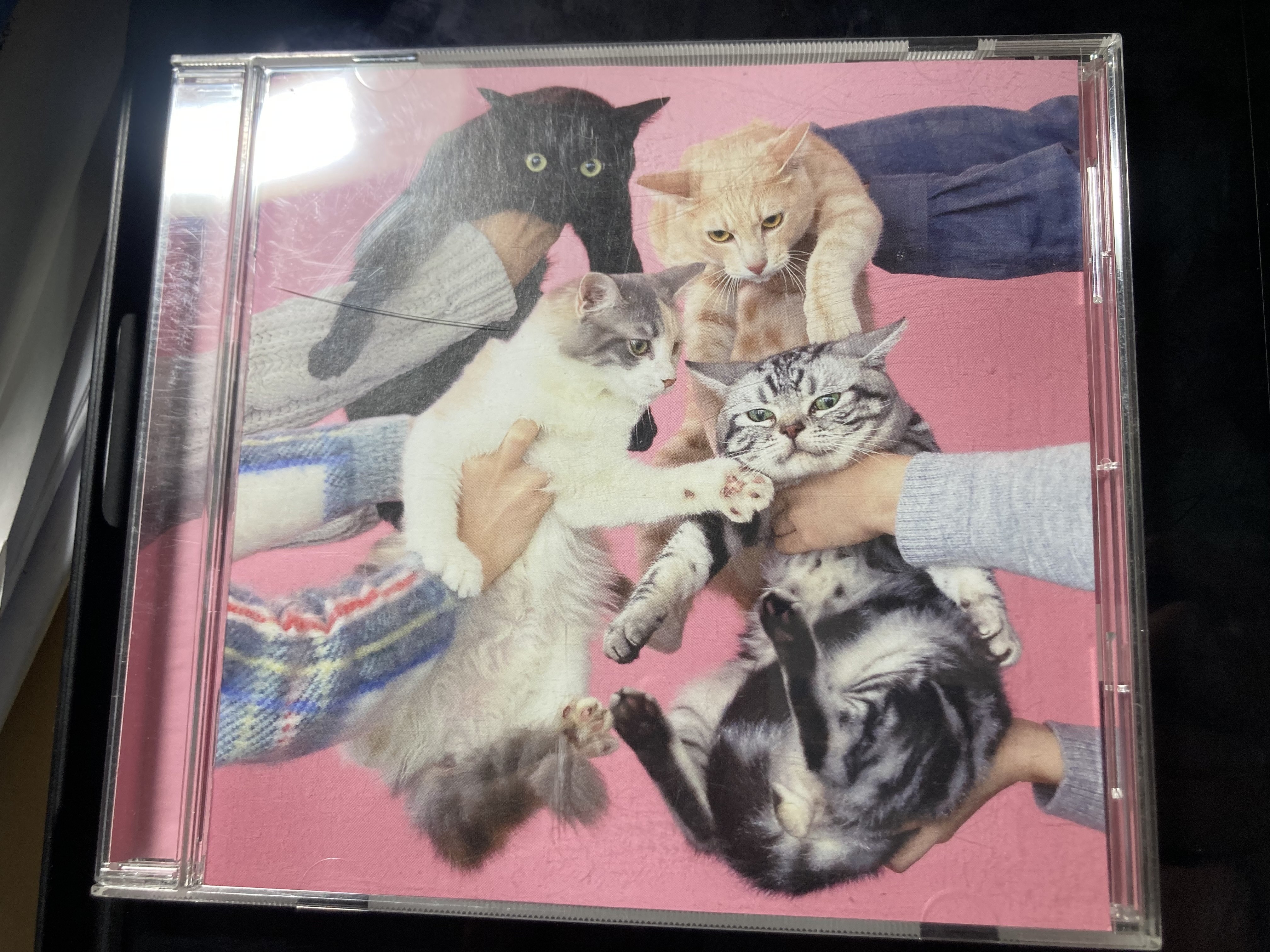 きのこ帝国のポップセンス大爆発 猫とアレルギー レビュー｜アル