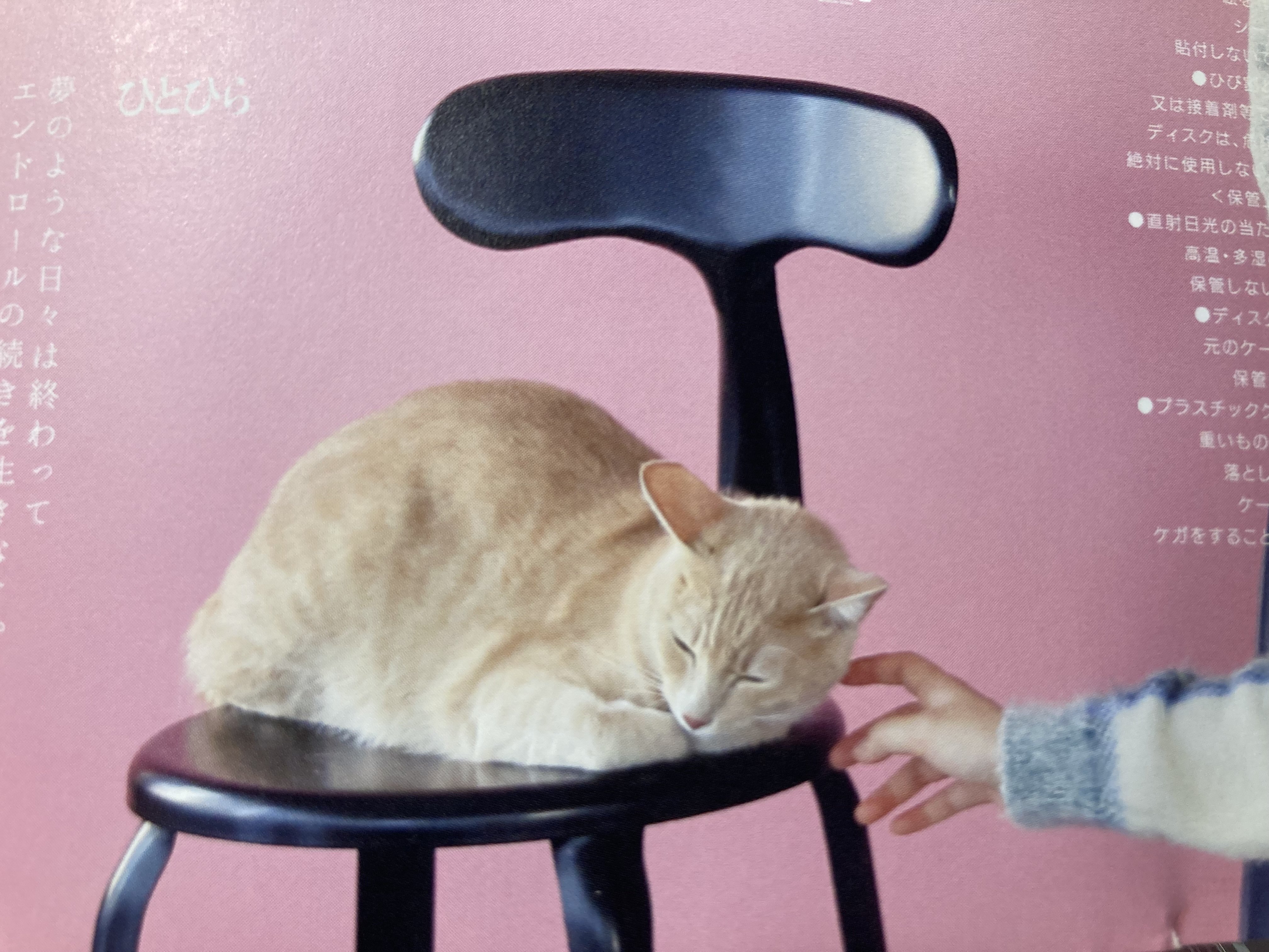 きのこ帝国のポップセンス大爆発 猫とアレルギー レビュー｜アル