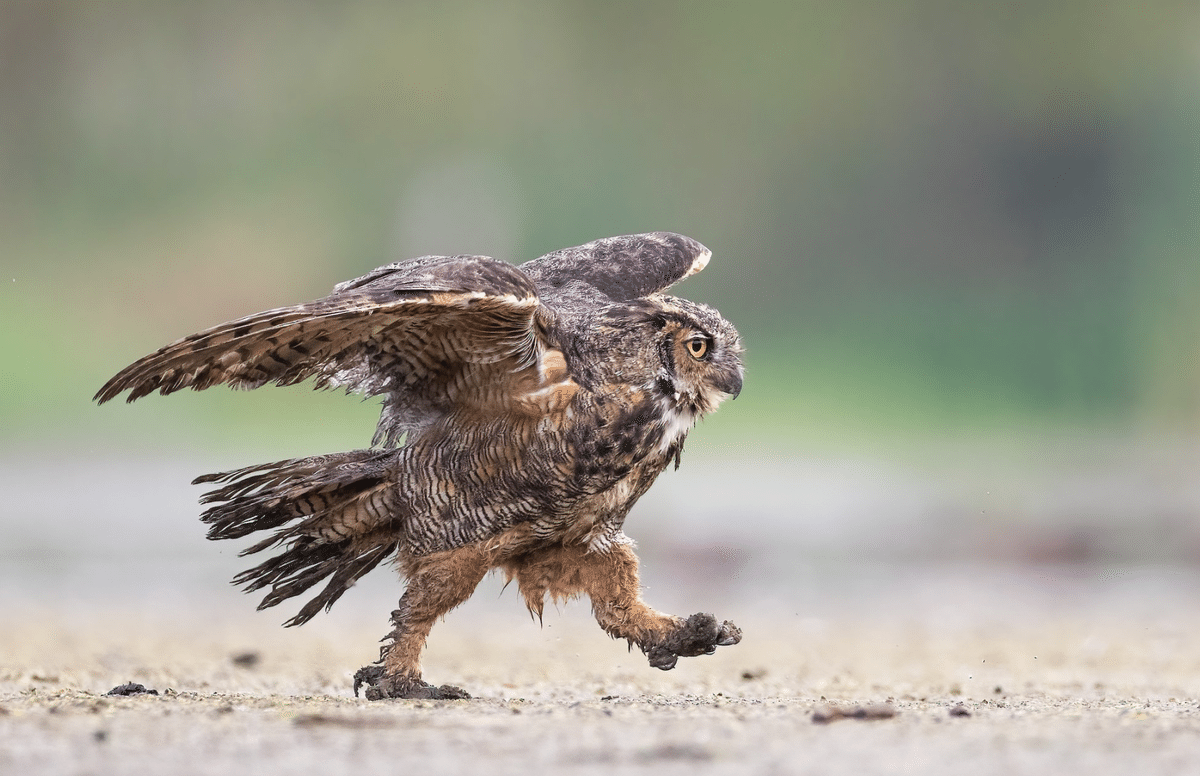  バード　owl フクロウ アメリカフクロウ - Wikipedia