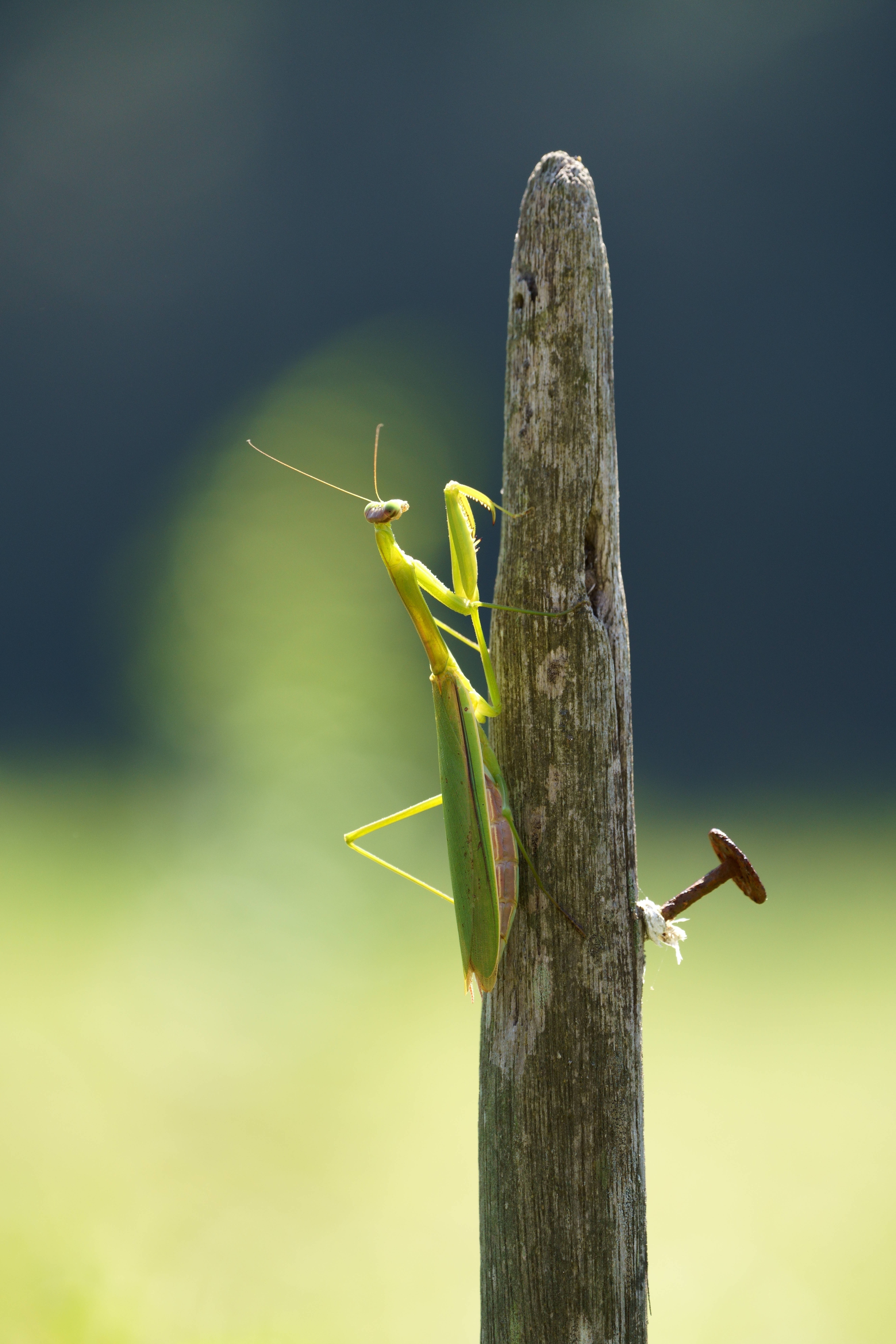 秋の小さな戦士 ～ 遊んであげた😊 ～｜hitoyasumi_hitoyasumi