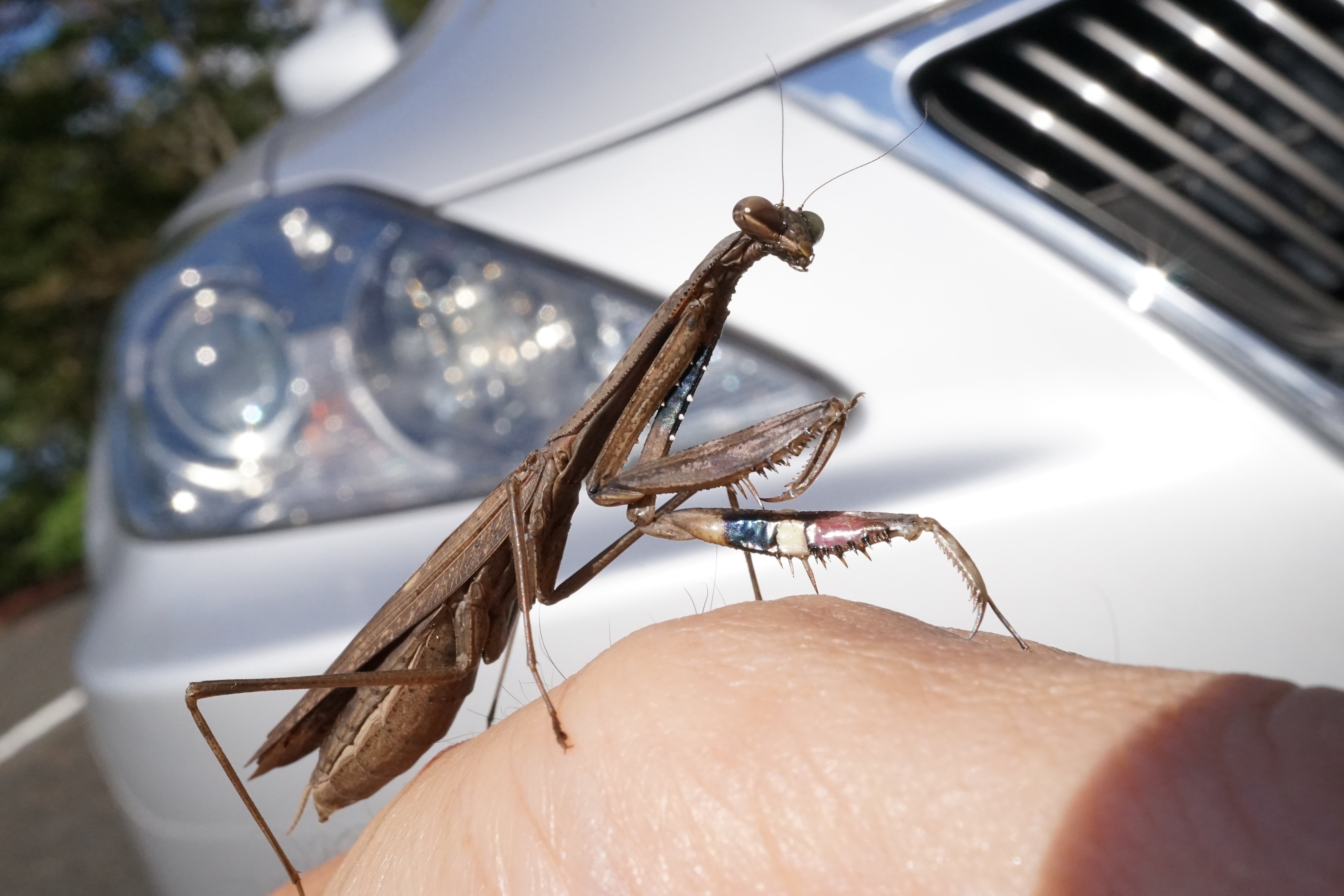 秋の小さな戦士 ～ 遊んであげた😊 ～｜hitoyasumi_hitoyasumi