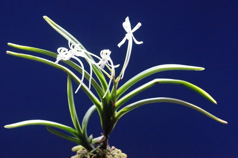 【年末特価品】富貴蘭「super八洲の月」 富貴蘭「大八洲」の花｜KJ Morison