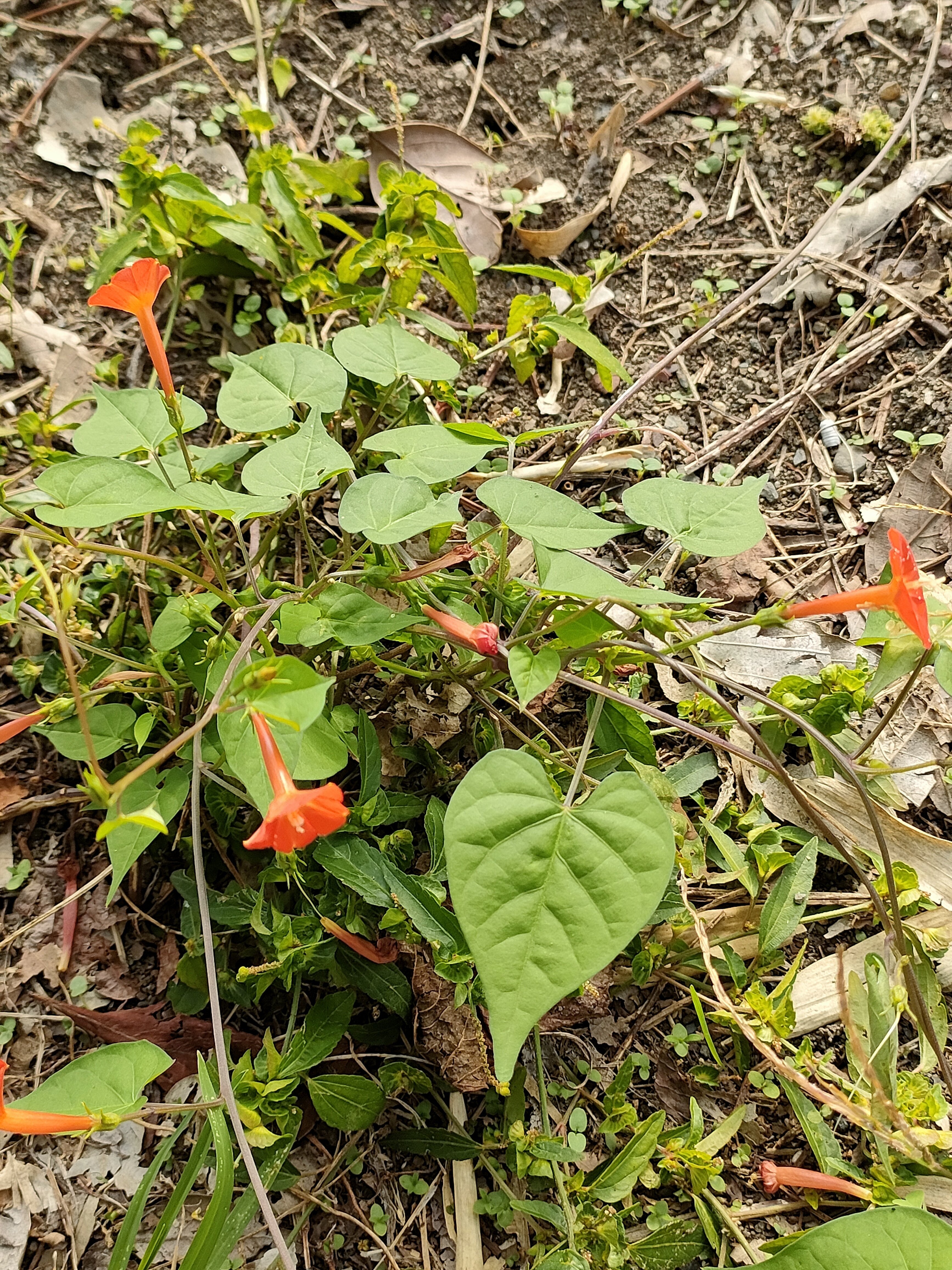 ヒ*ロ様 ❤️充実株❤️♈️ 879 ❤️極上整形花❤️【クレオパトラ】クリスマ 🇪🇬クレオパトラ