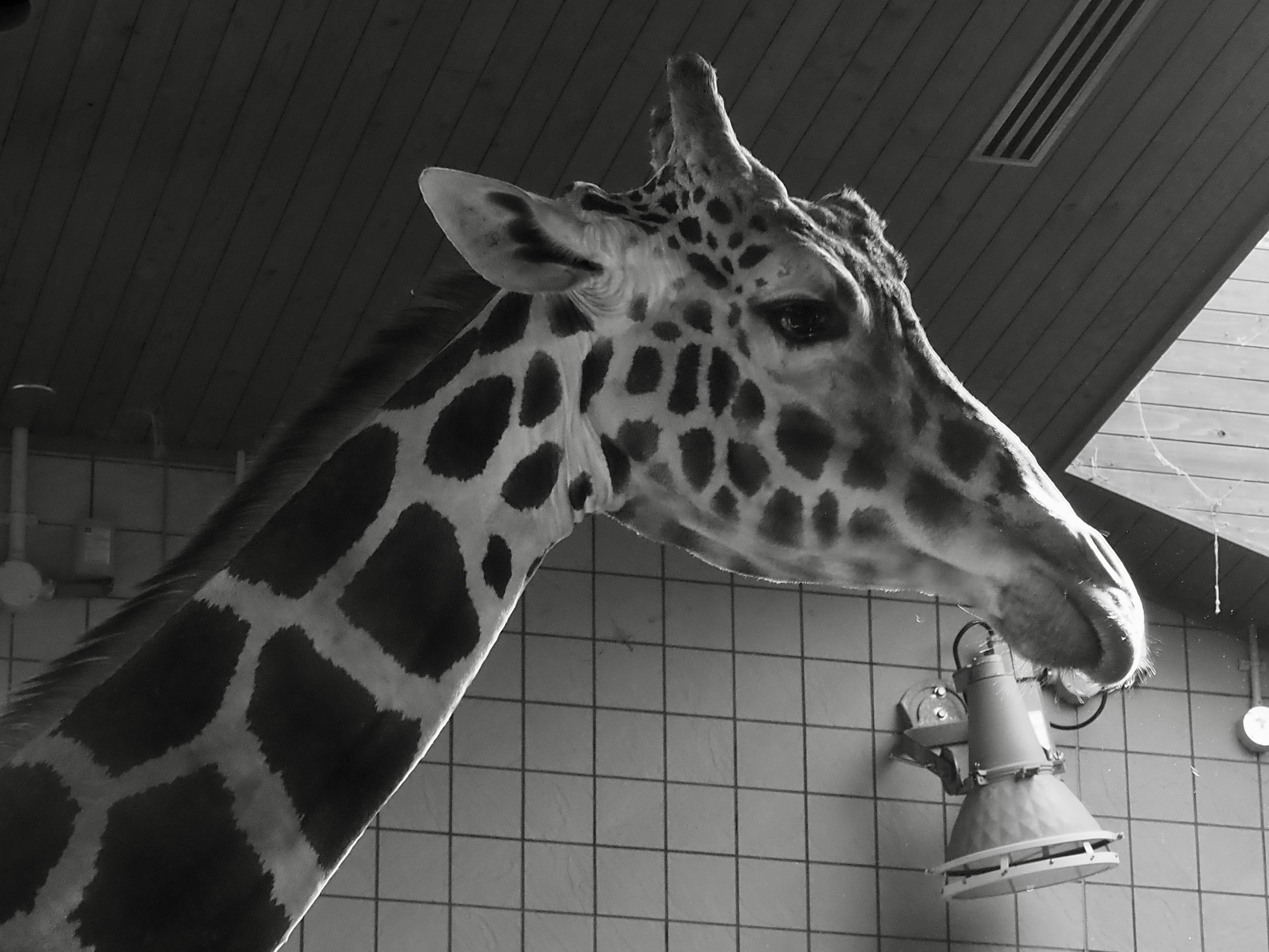 白黒モノクロ写真→【全然ウケない】の理由｜AKIHIRO - MICKEY