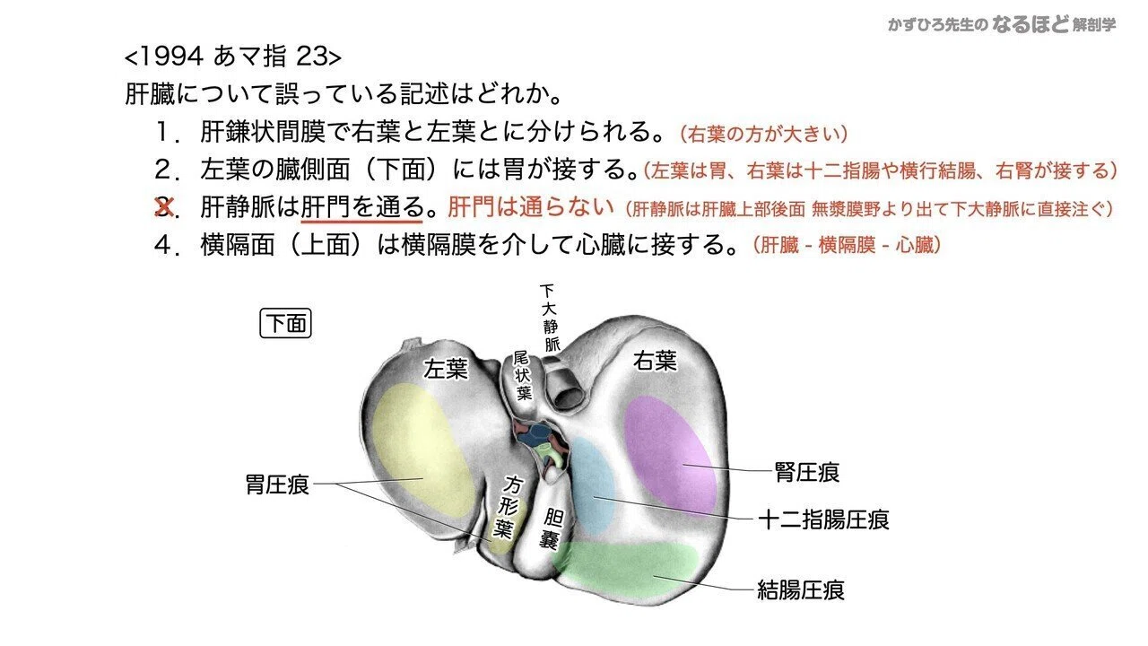 解剖生理学】 消化器系④ 肝臓・胆嚢・膵臓 国試問題｜かずひろ先生