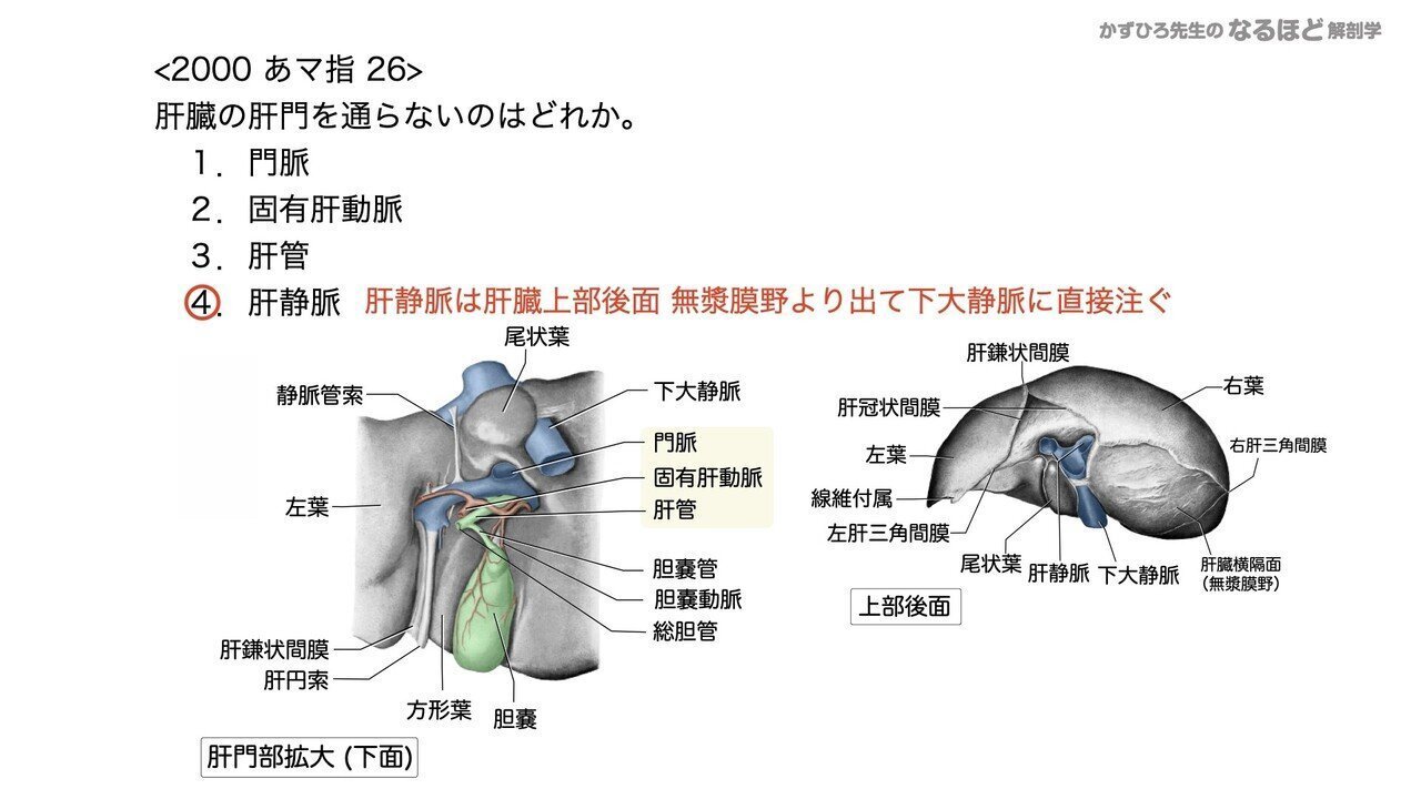解剖生理学】 消化器系④ 肝臓・胆嚢・膵臓 国試問題｜かずひろ