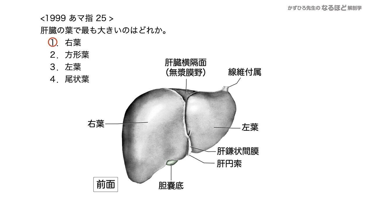 岡嶋解剖学 岡嶋解剖学 / 岡嶋敬治/三井但夫 - 紀伊國屋書店ウェブストア