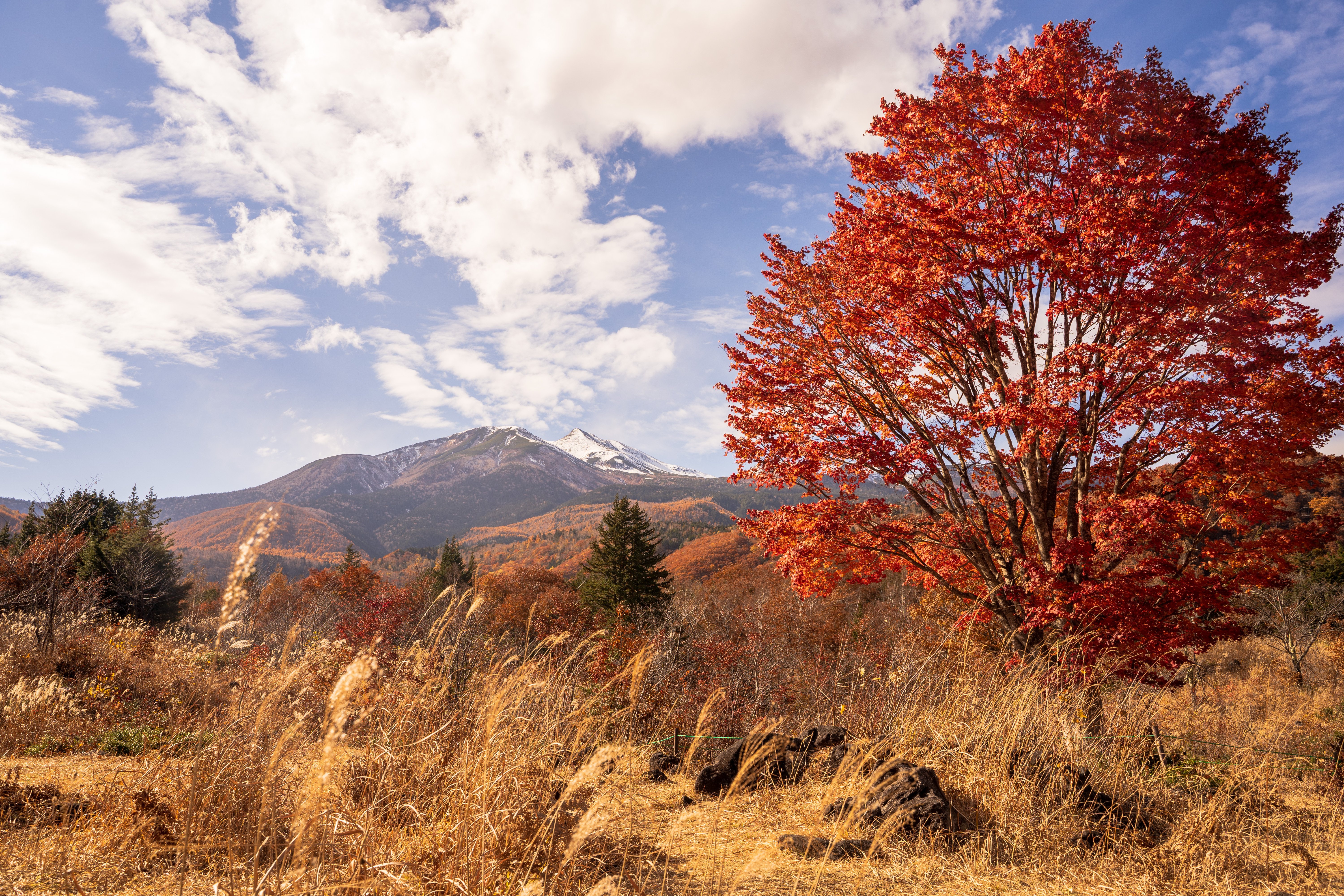 大カエデが彩る乗鞍高原の秋｜歩治の高原 のりくら観光協会公式 note
