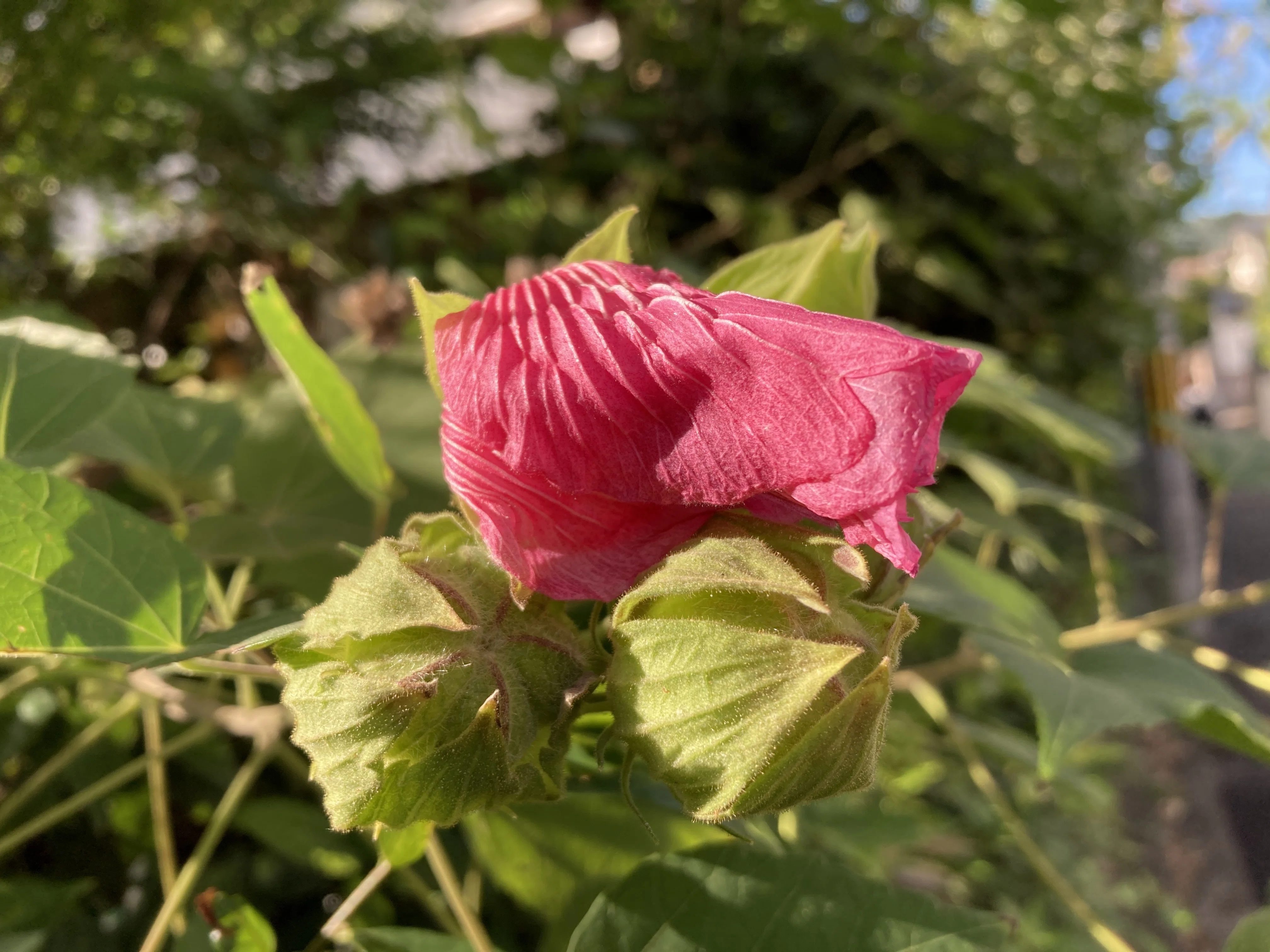 芙蓉の花 写真日記｜のりこの シックスリッチ