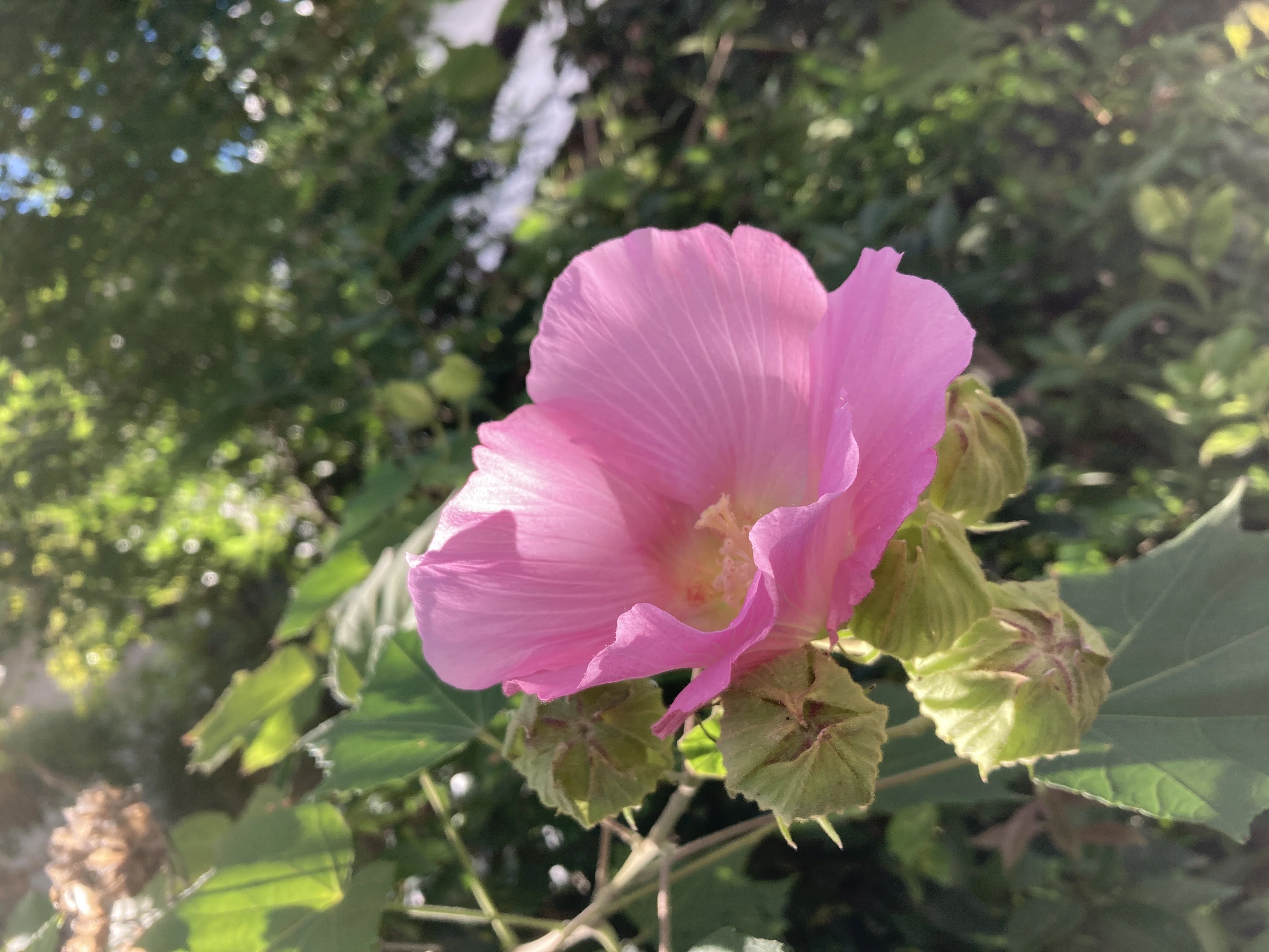 芙蓉の花 写真日記｜のりこの シックスリッチ