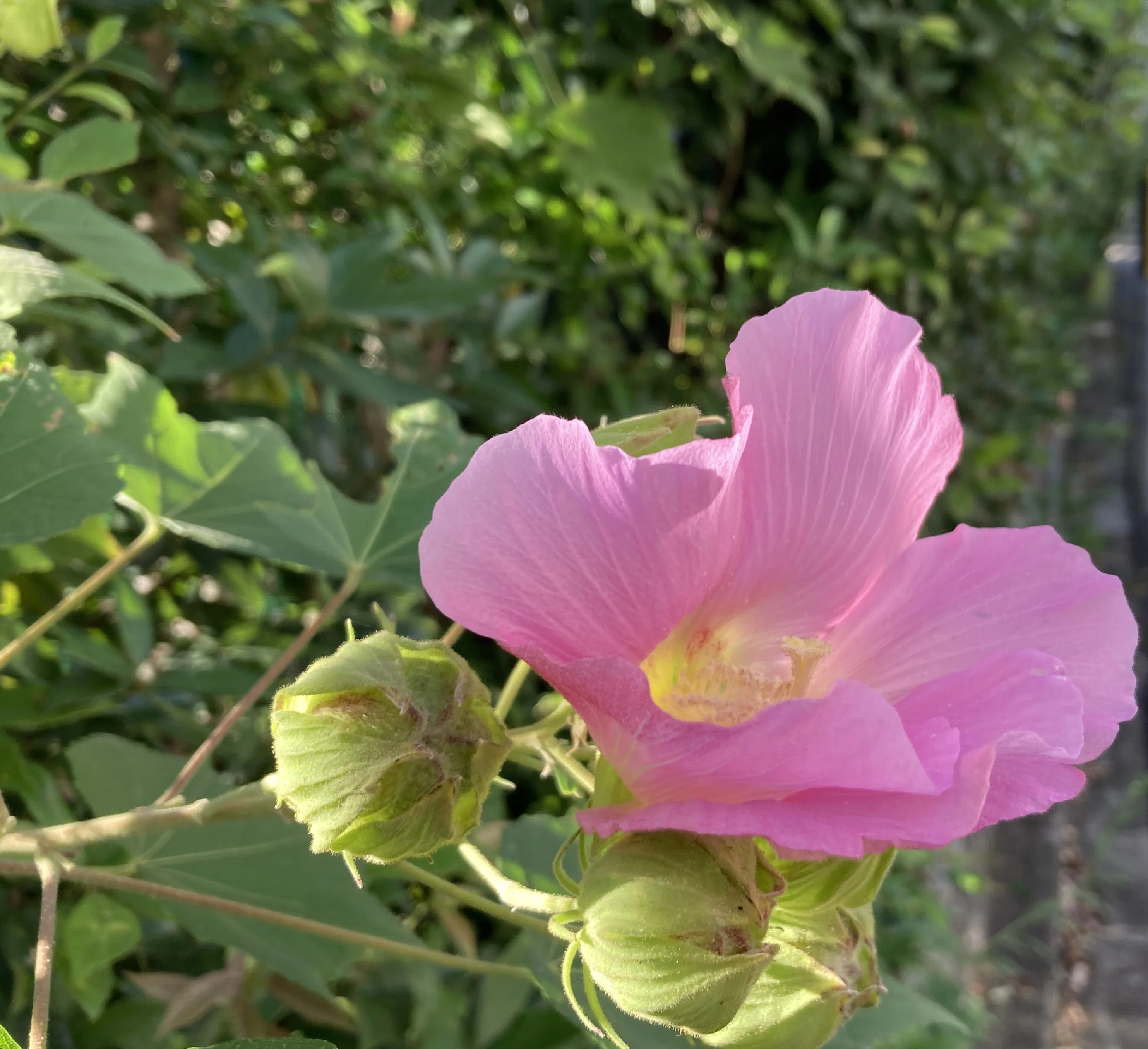 芙蓉の花 写真日記｜のりこの シックスリッチ