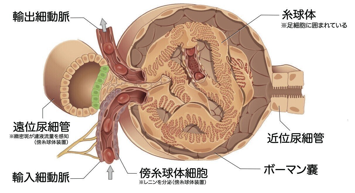 解剖生理学】 泌尿器系① 腎臓 解説｜かずひろ先生（黒澤一弘