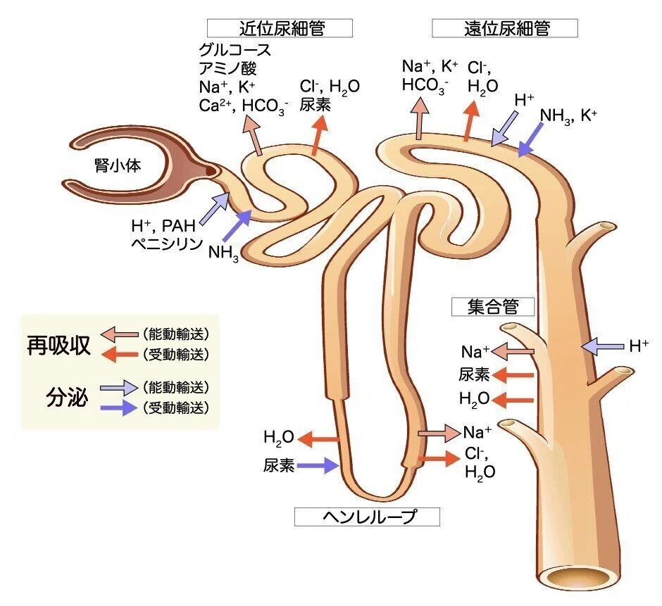 【解剖生理学】 泌尿器系① 腎臓 解説|かずひろ先生(黒澤一弘|解剖×教育×AI)