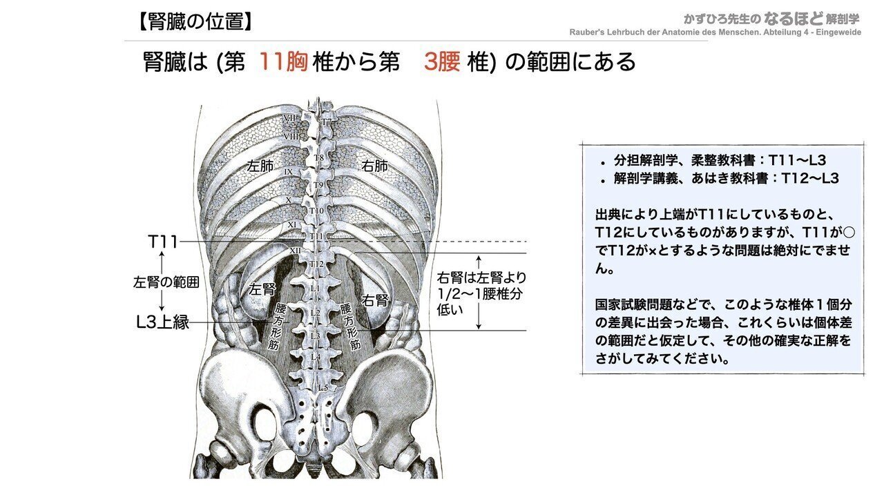 解剖生理学】 泌尿器系① 腎臓 一問一答｜かずひろ先生（黒澤一弘