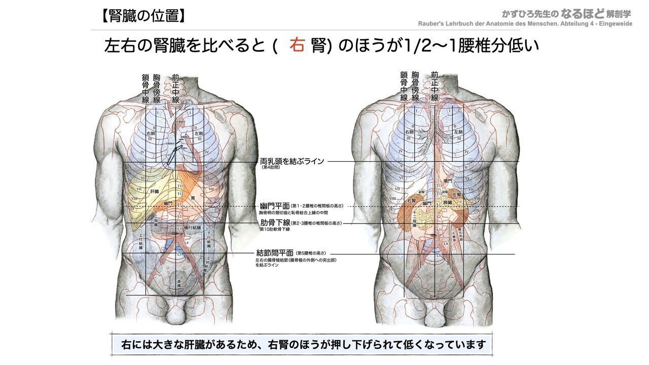 解剖生理学】 泌尿器系① 腎臓 一問一答｜かずひろ先生（黒澤