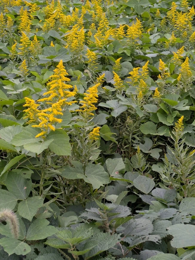 秋に咲く黄色い花は駆除すべき❓全国の自治体がセイタカアワダチソウの
