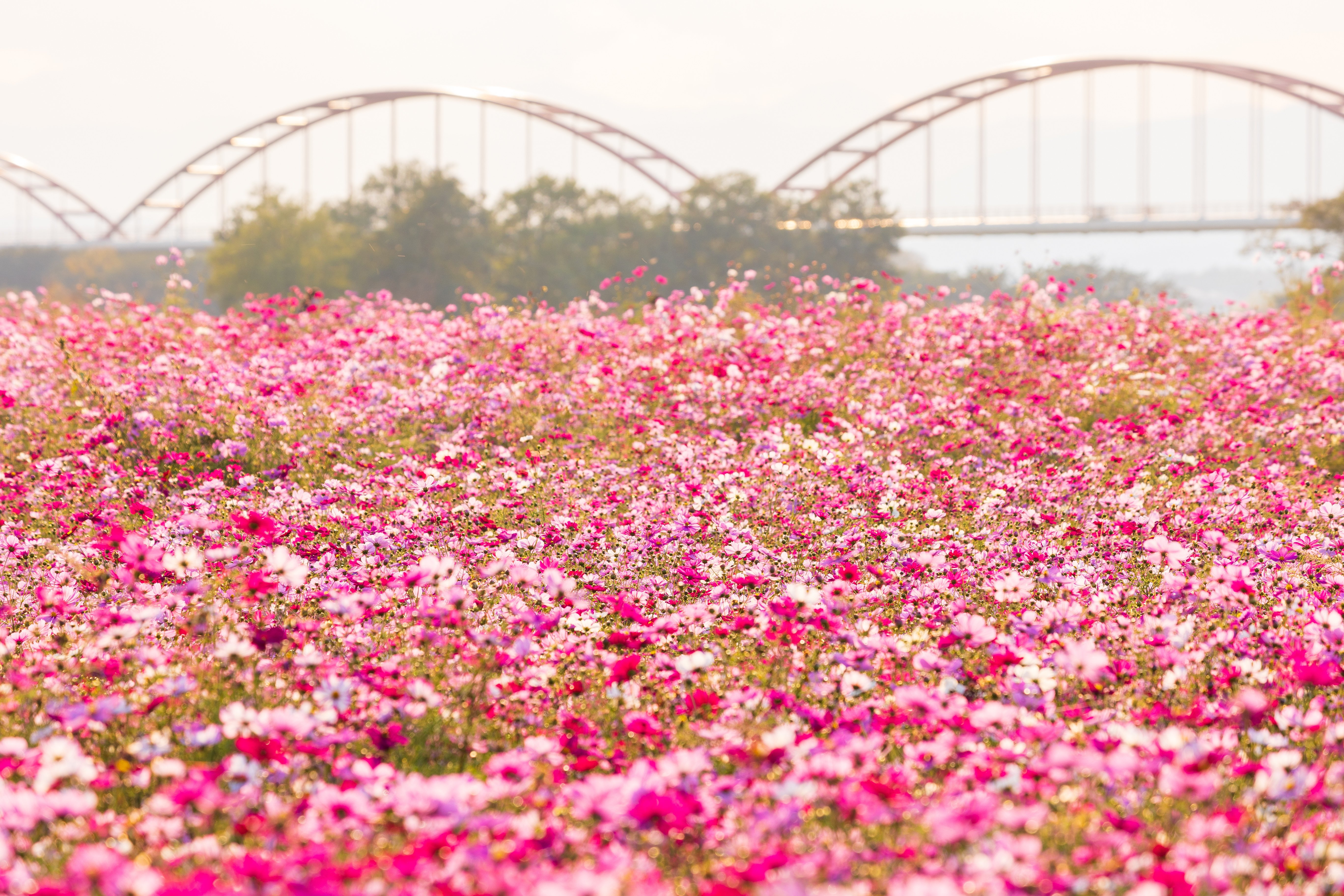 小さな丸い好日+桜の木の下+夏服+秋 そばにいるよ 小さな丸い好日+桜の木の下+夏服+秋 そばにいるよ AIKO /
