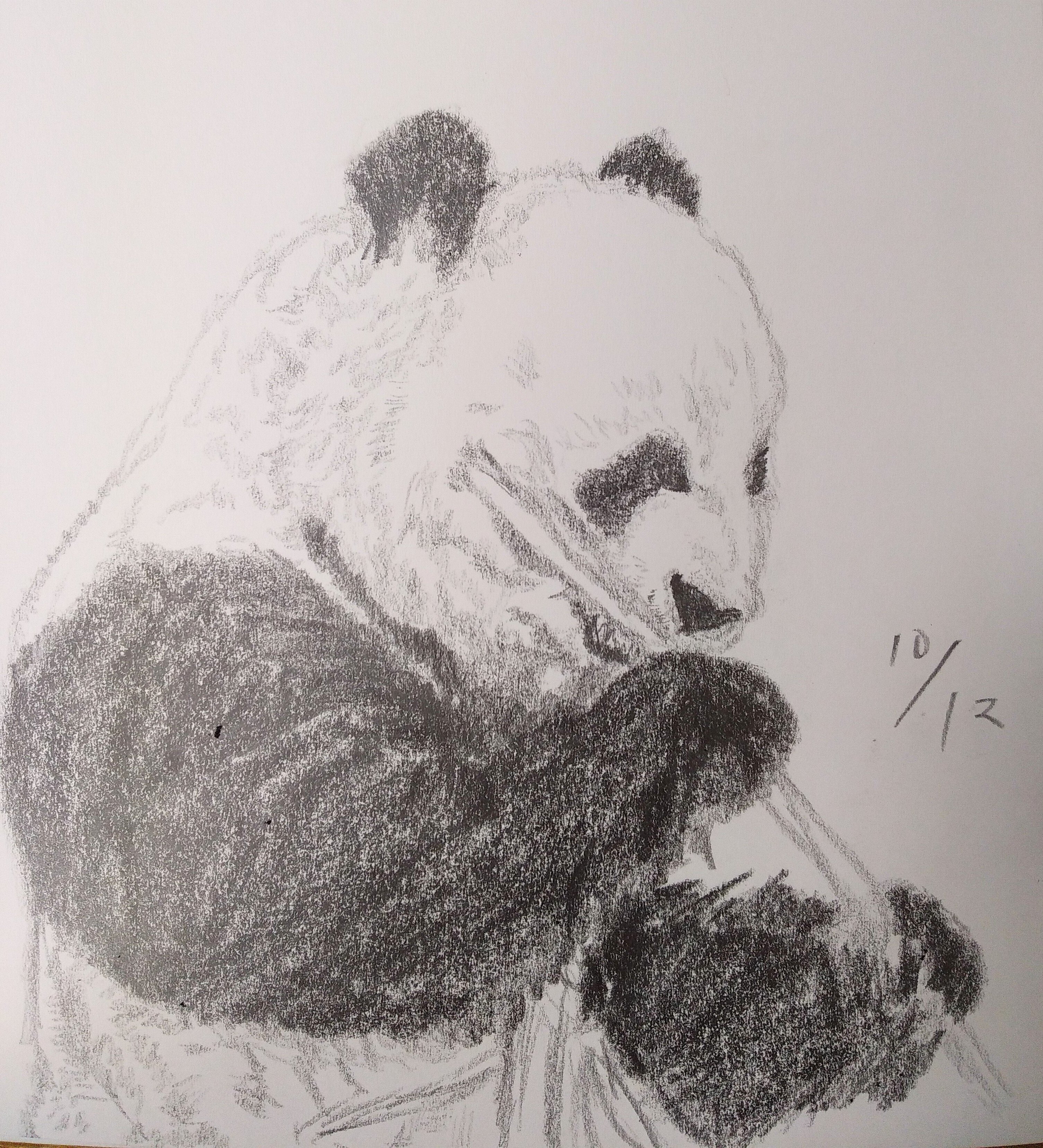 パンダデッサン練習第25週 10/12-10/18｜こひろ@こぎん刺しの