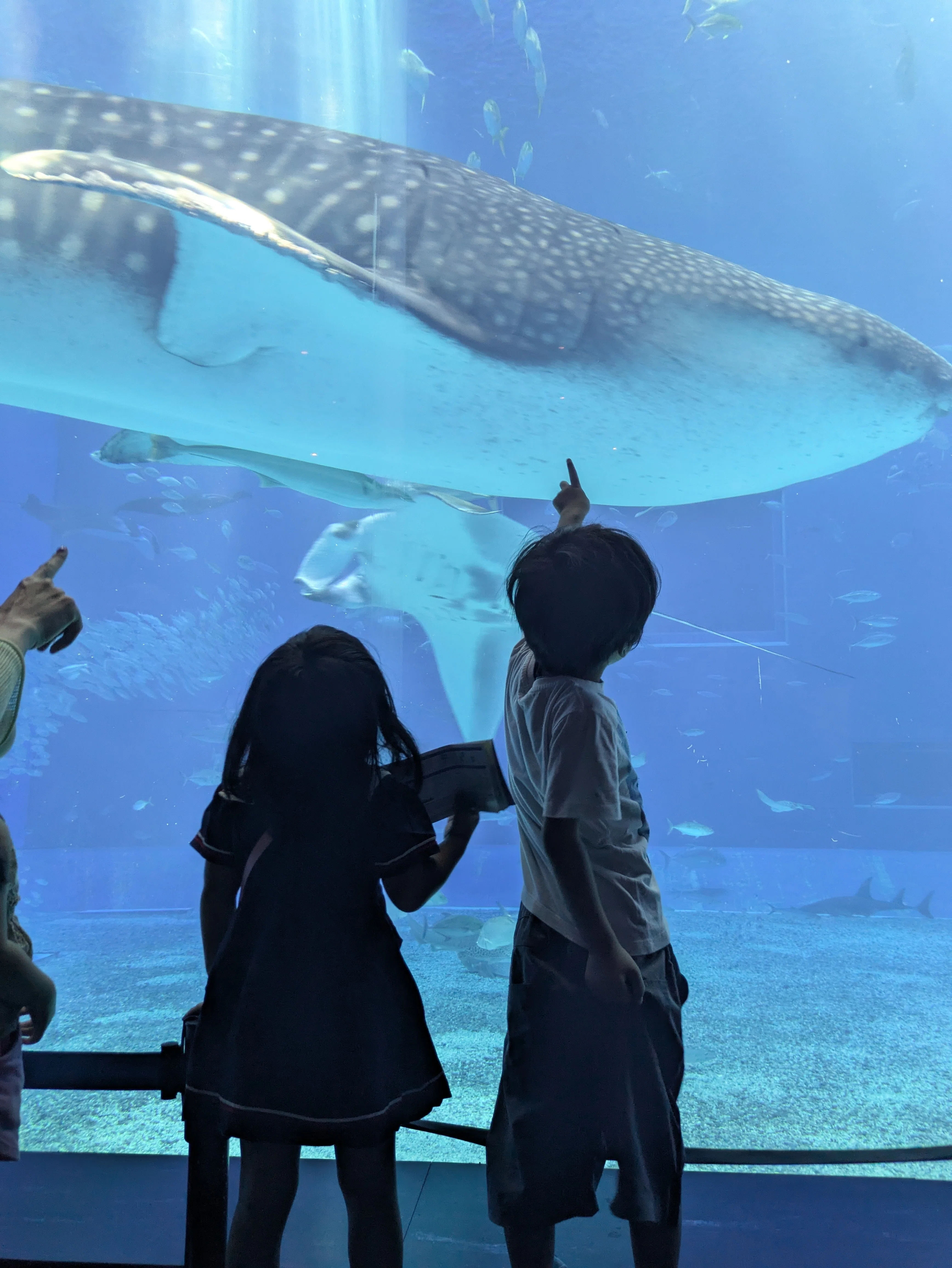 9月平日＊美ら海水族館＊幼児無料｜マレーめい