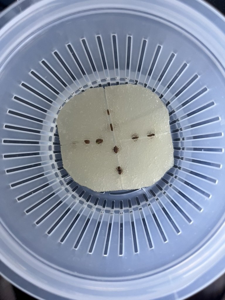 バジル🌿水耕栽培🔰｜Natsumi