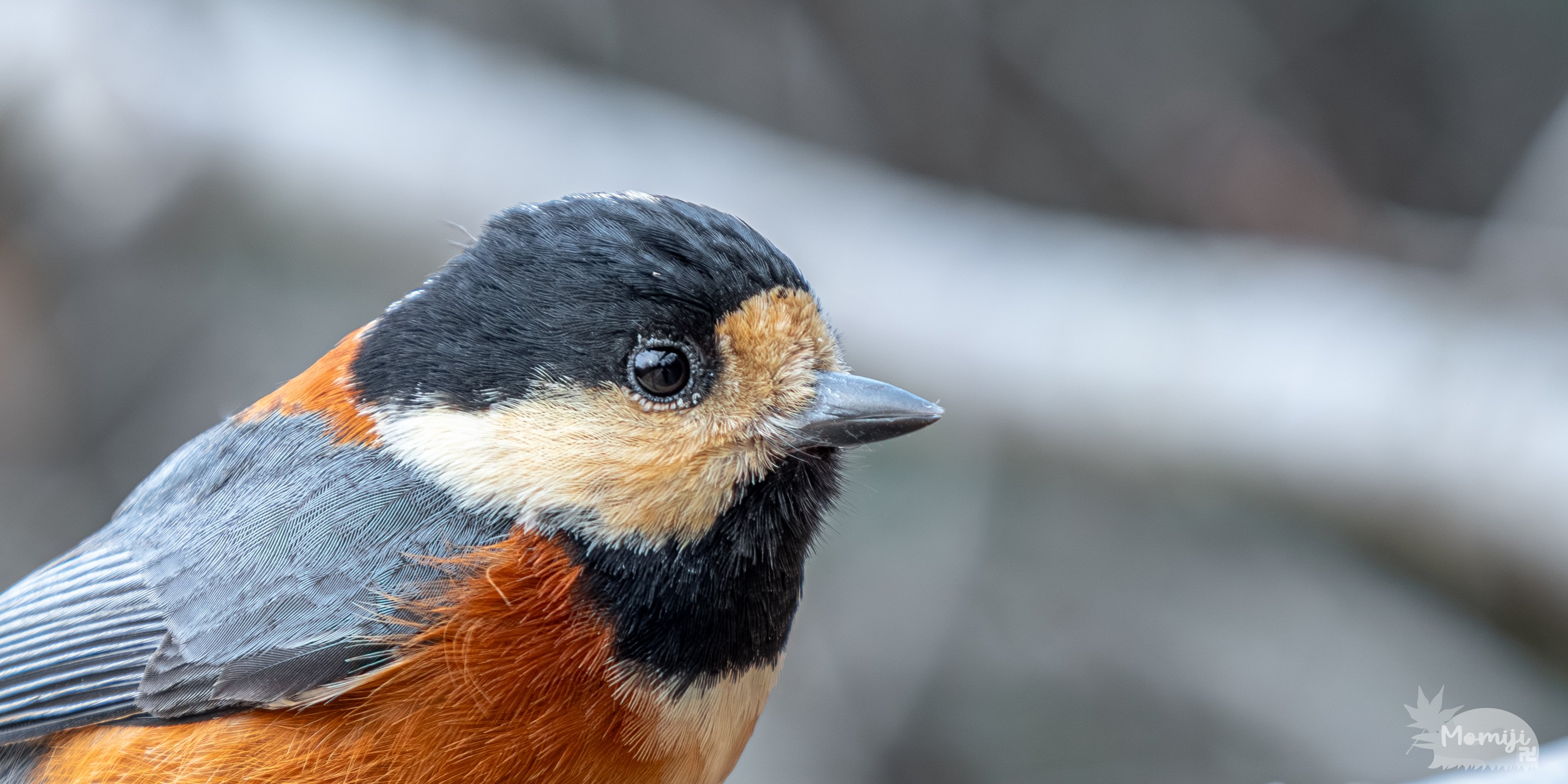 みなさんの写真一枚に込める思いとは何ですか｜もみじ卍ゅう/写真愛好家