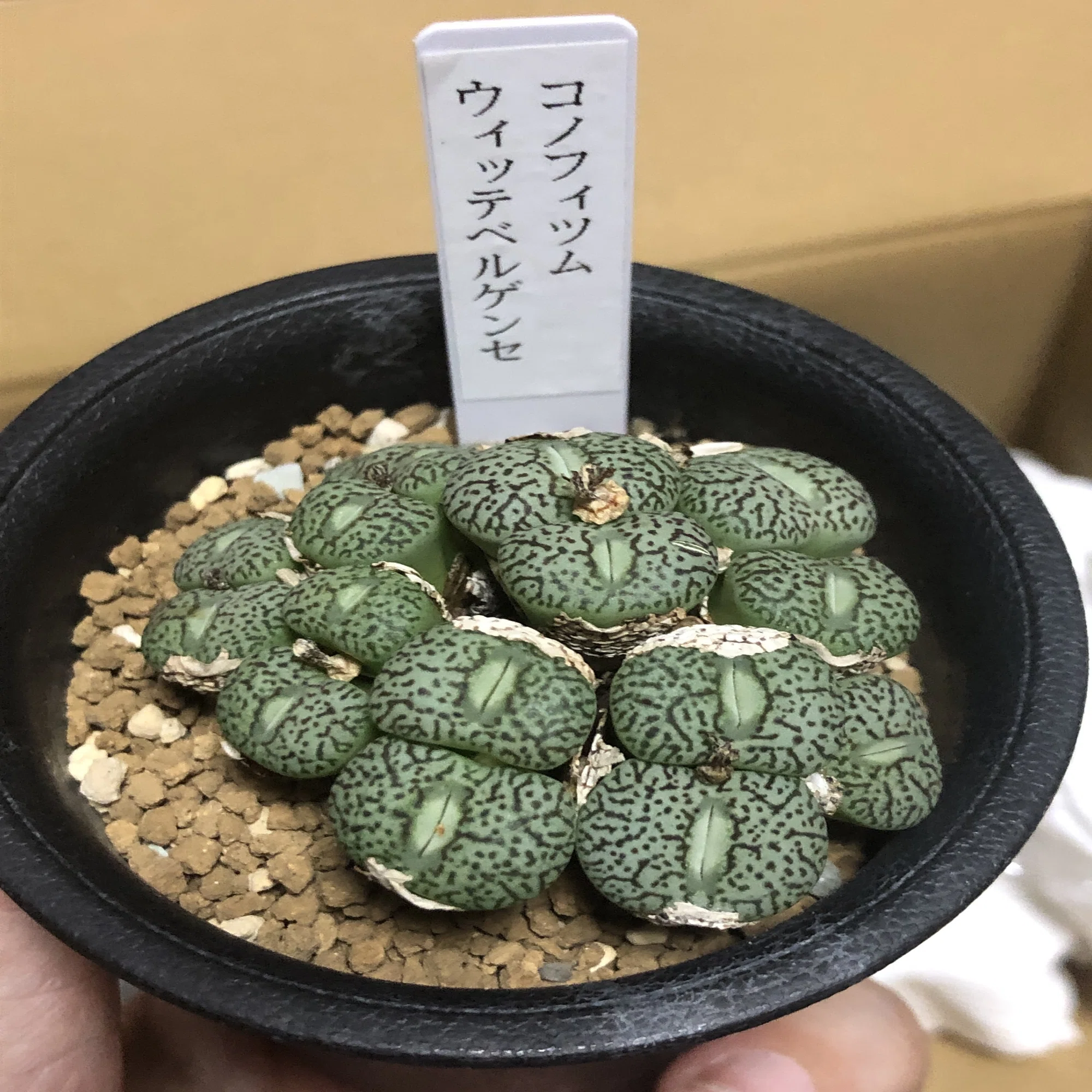 Conophytum wittebergense (Green type)｜たおた?Bizarre Shore