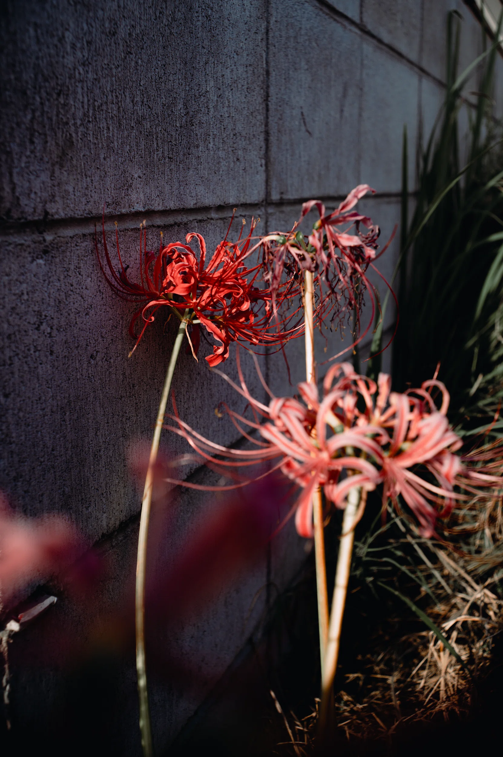 KONICA HEXANON AR 35mm F2.8｜ゆず