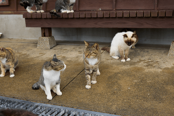 日本猫島探訪―佐賀県・加唐島の猫たち―｜ヤマト運輸公式note