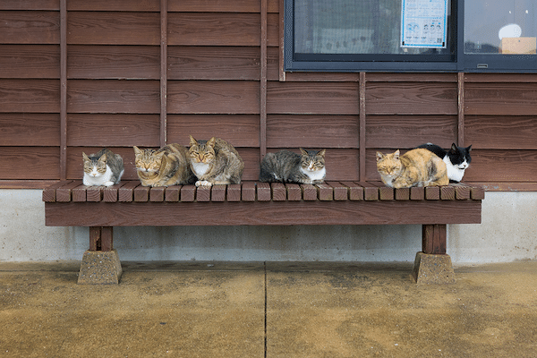 日本猫島探訪―佐賀県・加唐島の猫たち―｜ヤマト運輸公式note