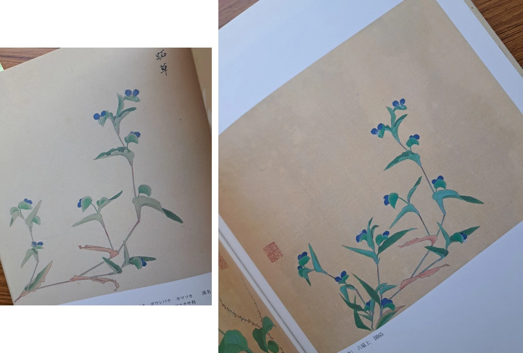 植物画とは何か＞（4）ー2：「花木真寫」と《花木真寫貼交屏風》の