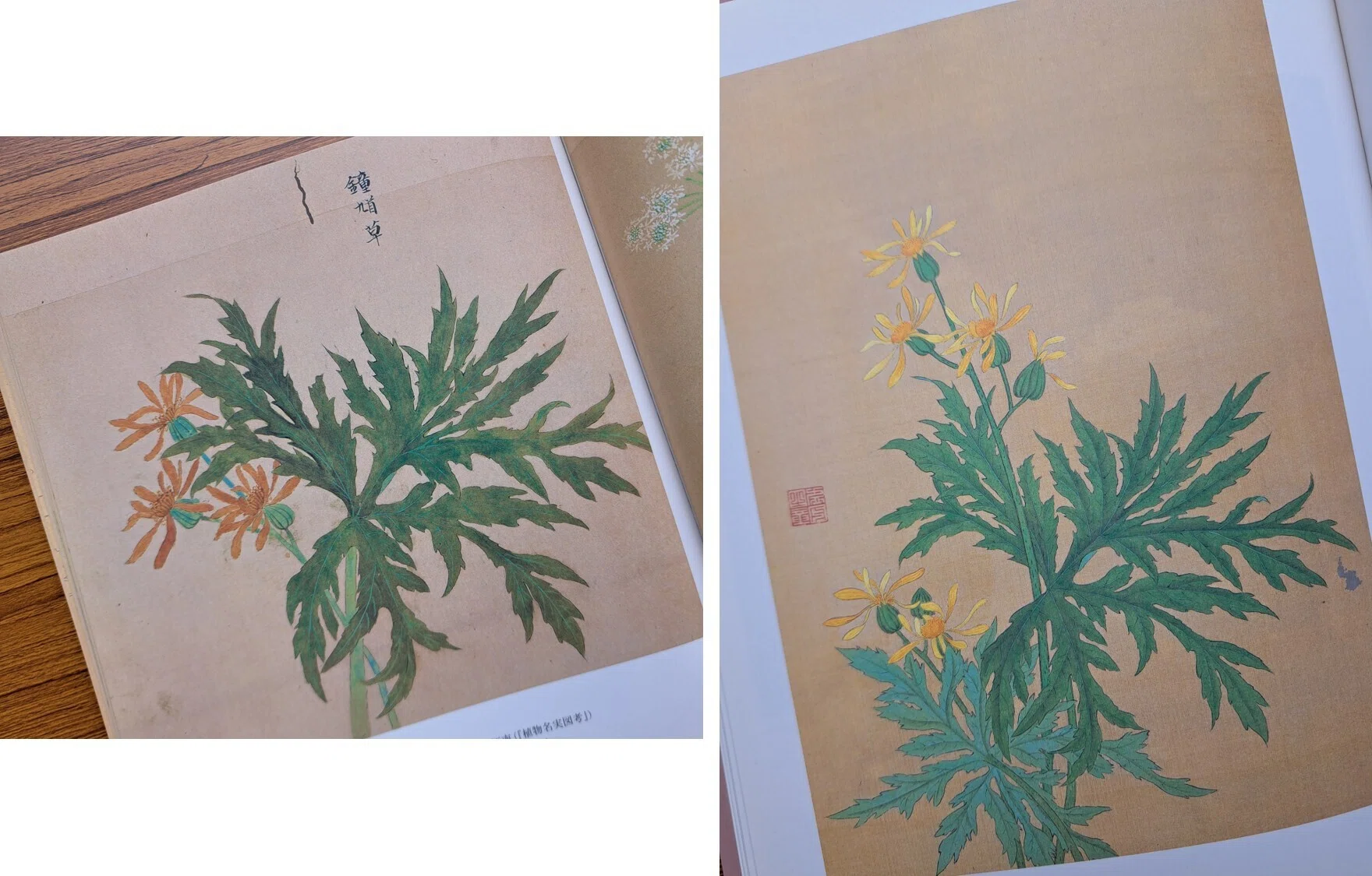 植物画とは何か＞（4）ー2：「花木真寫」と《花木真寫貼交屏風》の