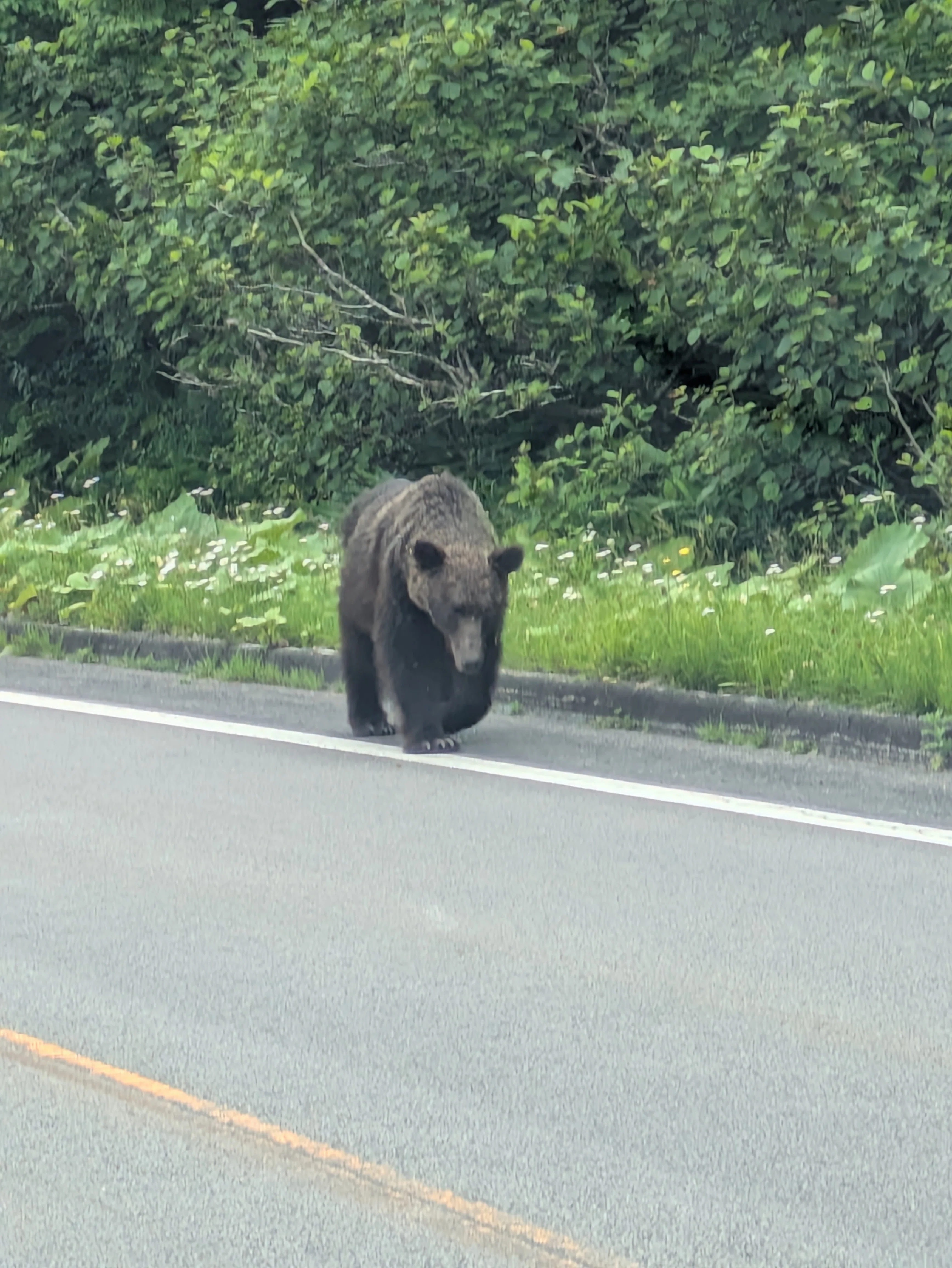 2025.7 北海道（北と東）の旅 2日目ヒグマに会う｜ゆき