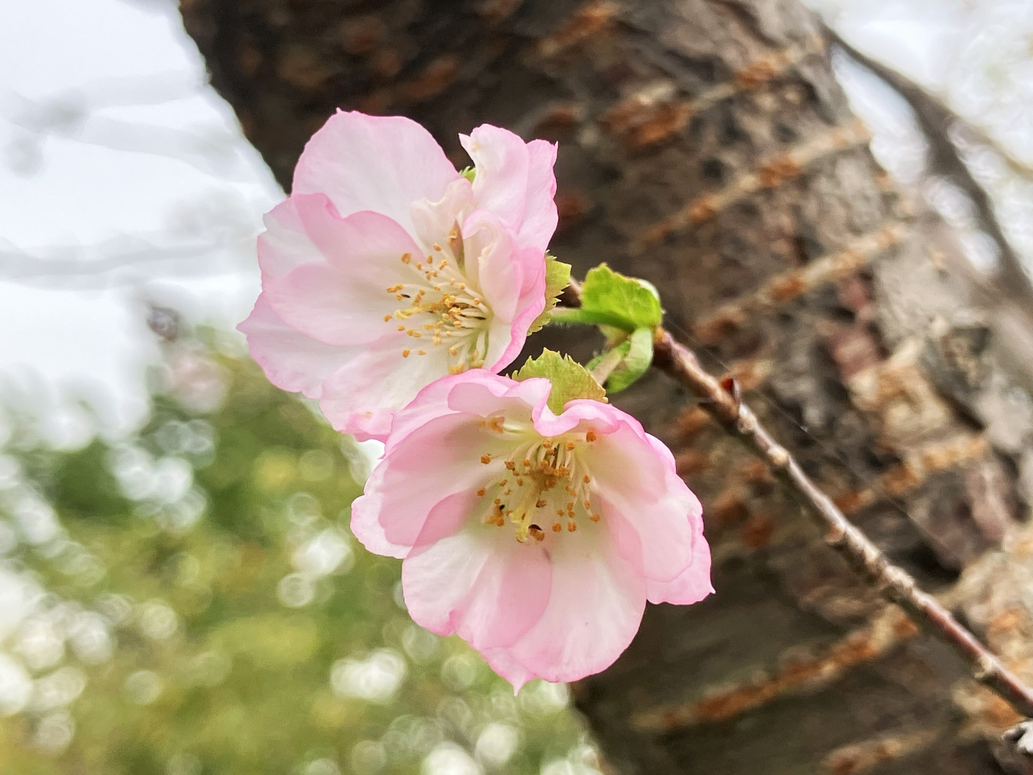 我々だ インパクトミー  キラ全種 ゾム 季節外れの桜 スターターパック入り 季節外れの桜 特典 我々だ インパクトミー キラ全種 ゾム