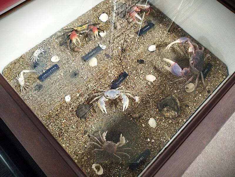 クロベンケイガニの剥製を作ってみた｜魚道部！/ 剥製師 力石眞弘