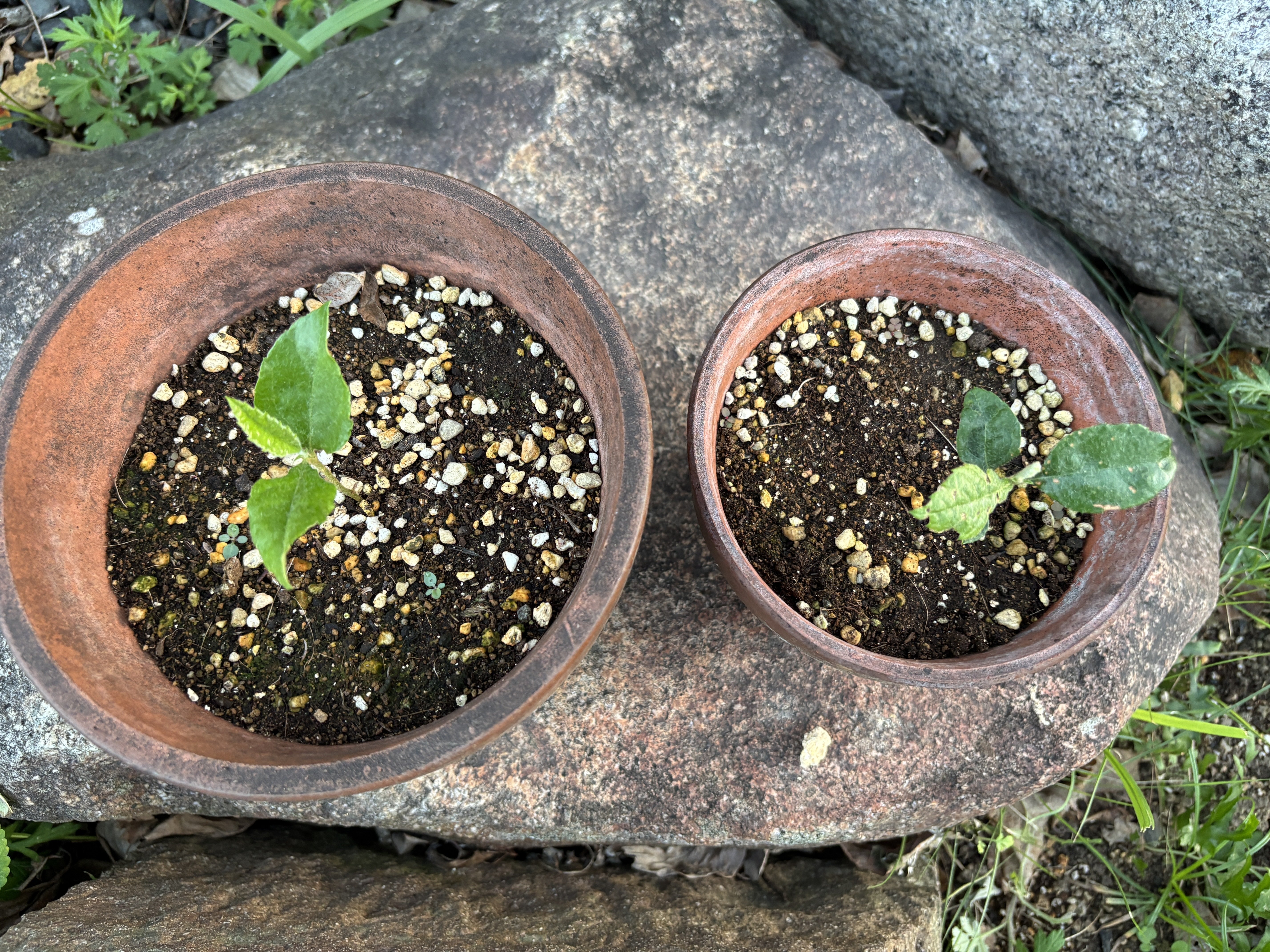 ビワを種から育ててみます！｜風杜歌男