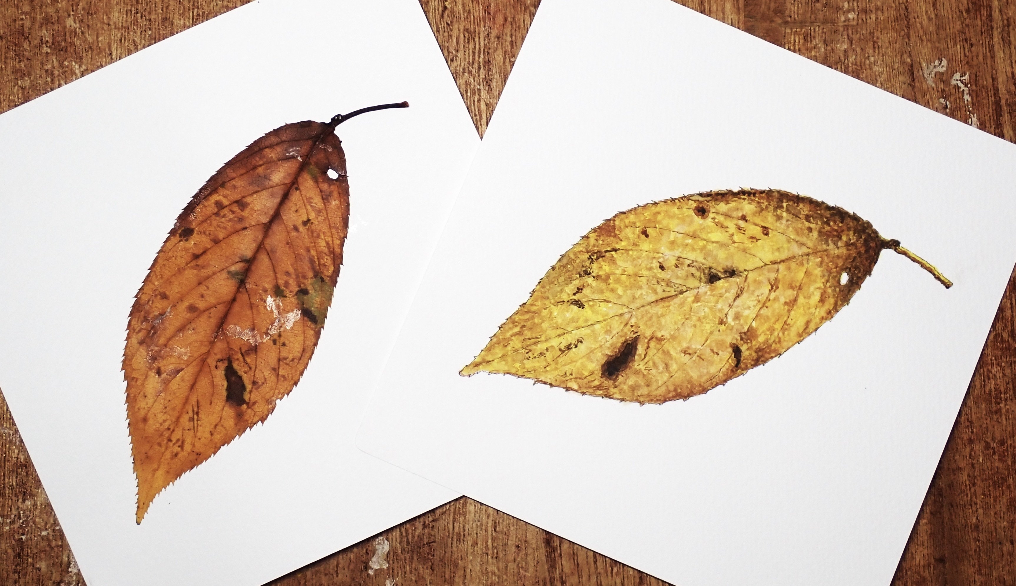 試しに葉っぱを描いてみました｜みらいずみっくす