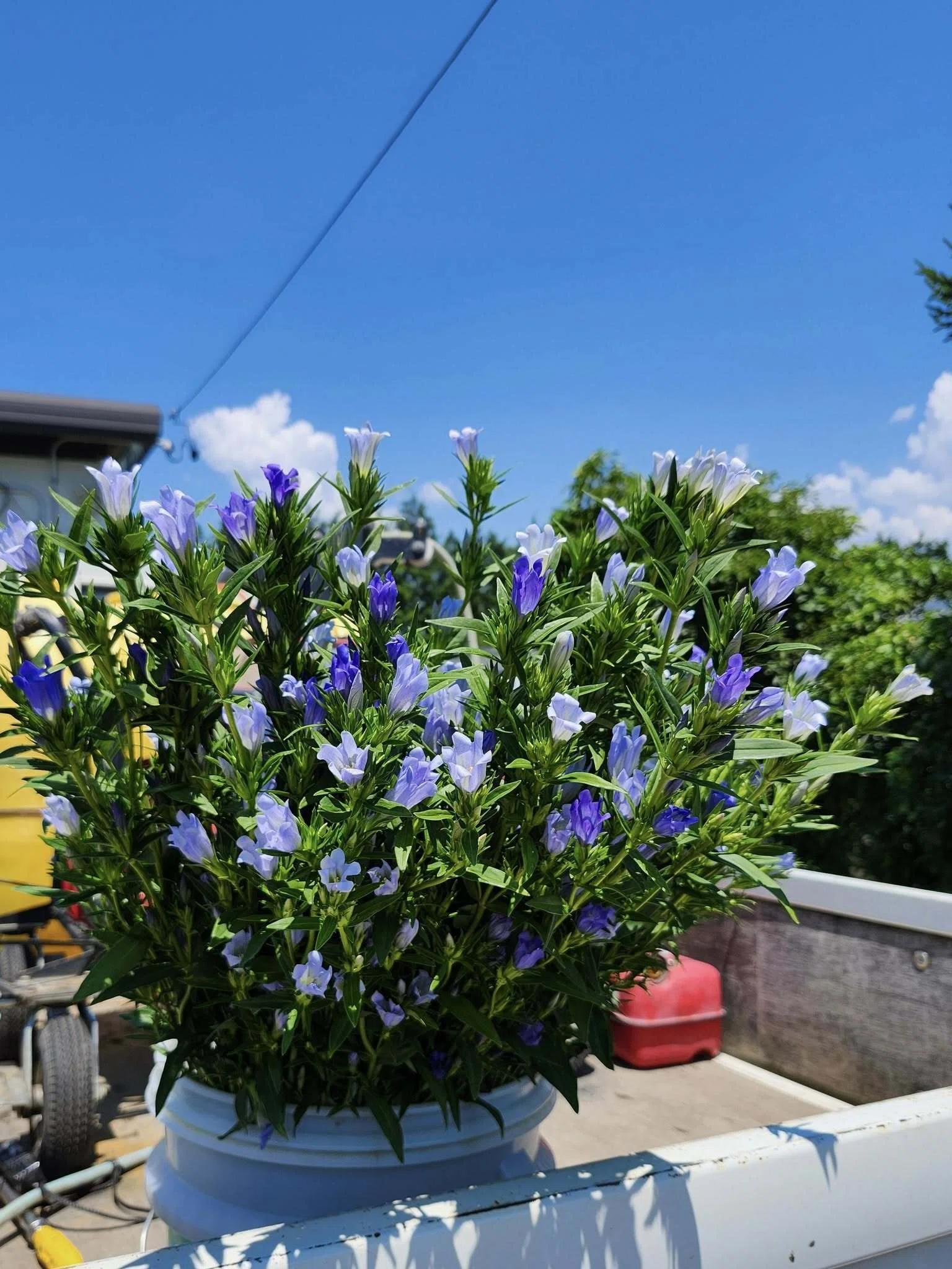 切り花産地訪問記 ～長野県『スカイブルー・セト』りんどう生産者