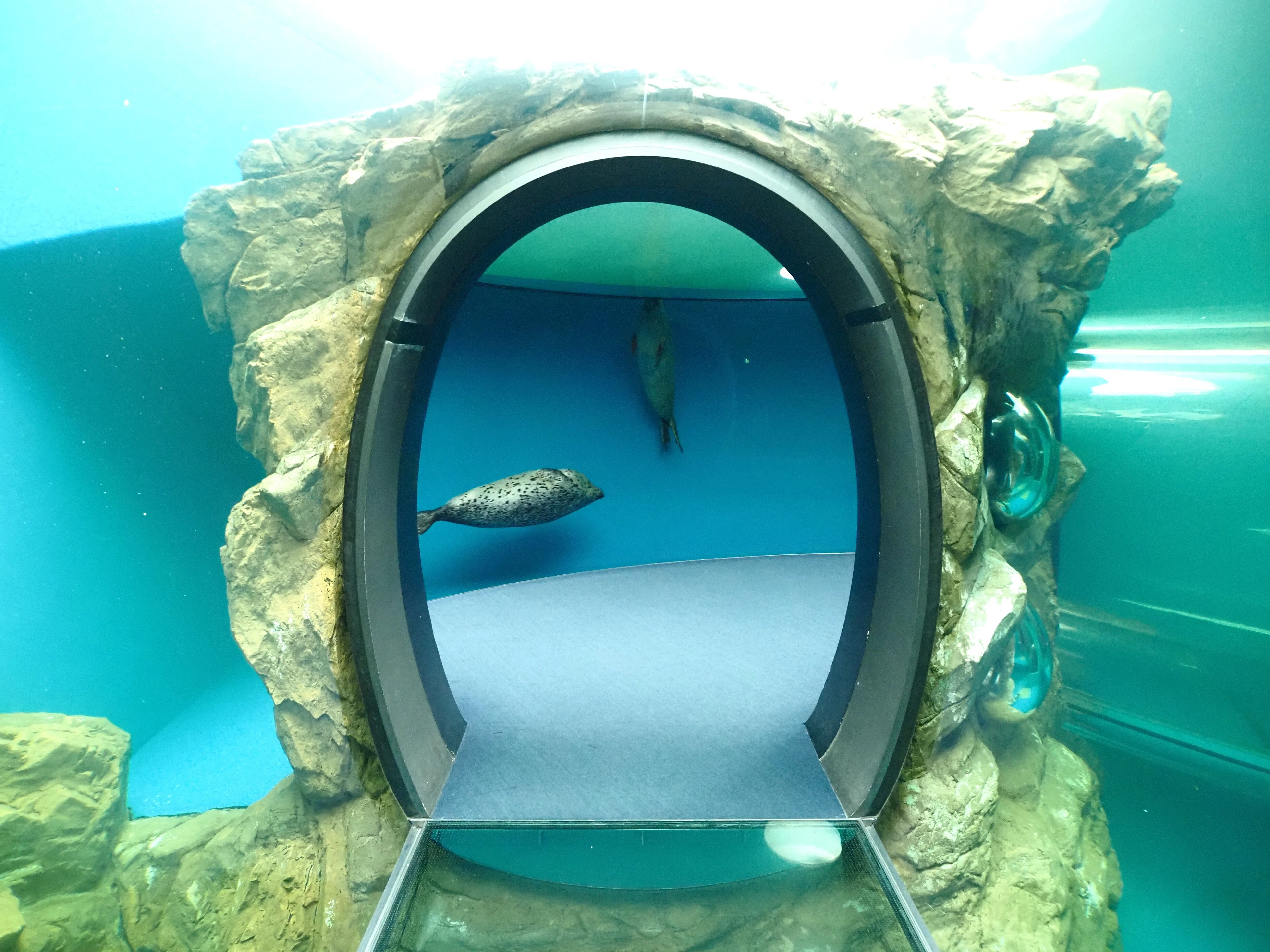 OM-5Ⅱを持って水族館に行こう＠しながわ水族館｜ジョルジョ・ウッチェリ