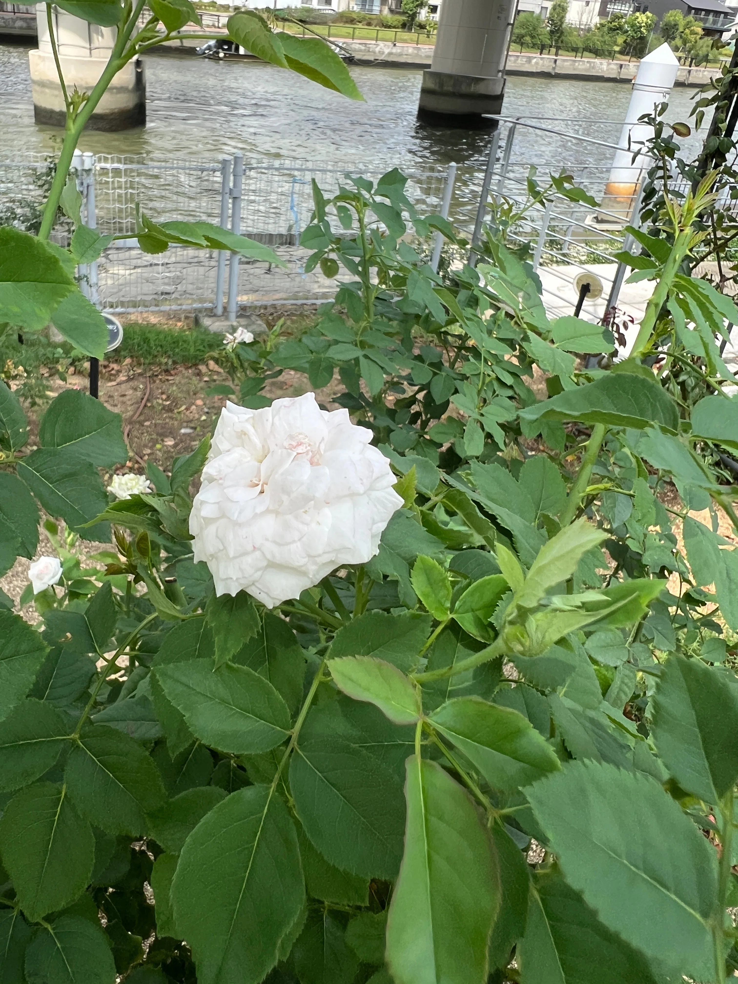中学生応援‼️　テキストバラ売り大会(閲覧用⑤) 🇺🇸 シンデレラ（Cinderella）🌹中之島バラ園｜ぱぽにゃん🌹薔薇を