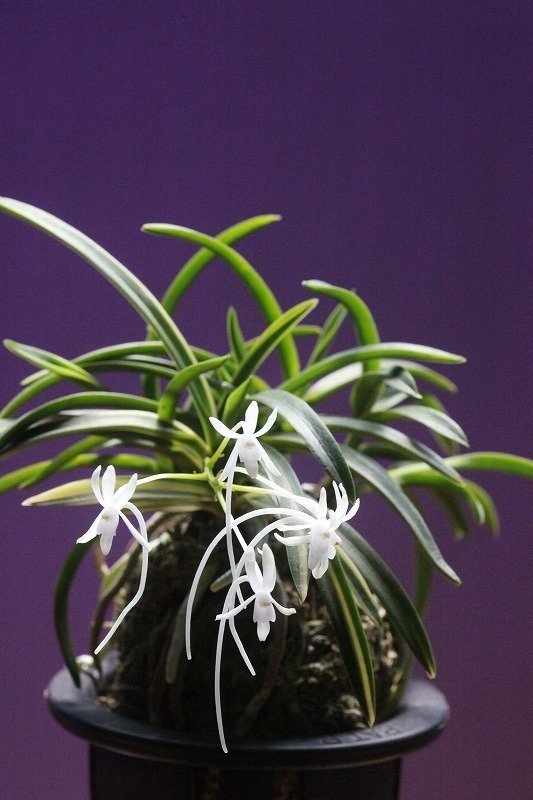 富貴蘭「天晃殿」の花｜KJ Morison